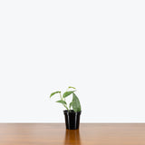 Cebu Blue Pothos — 4" Pot - Single Stem