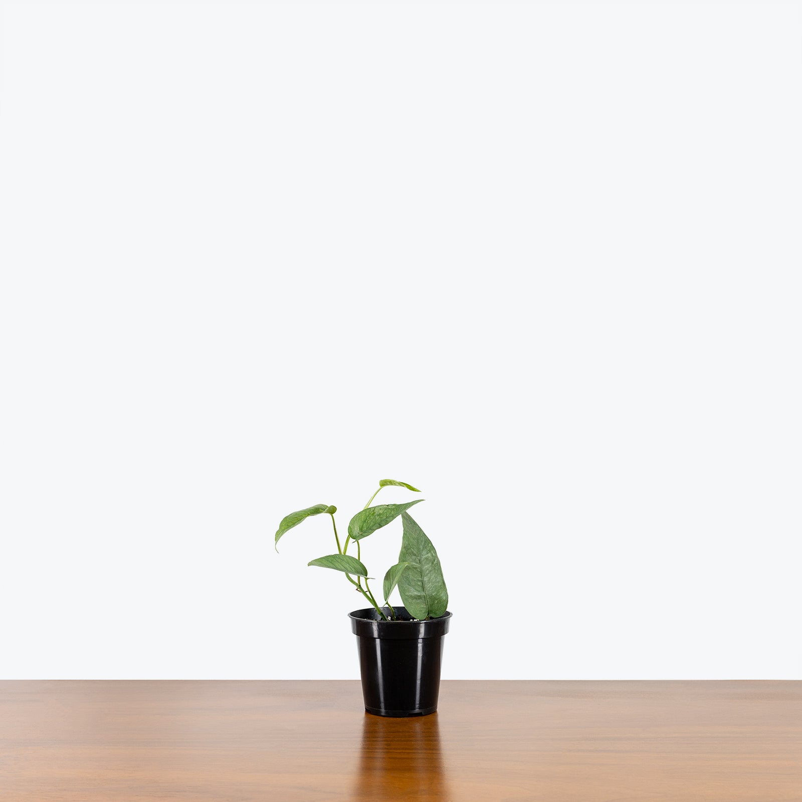 Cebu Blue Pothos | Care Guide and Pro Tips - Delivery from Toronto across Canada - JOMO Studio