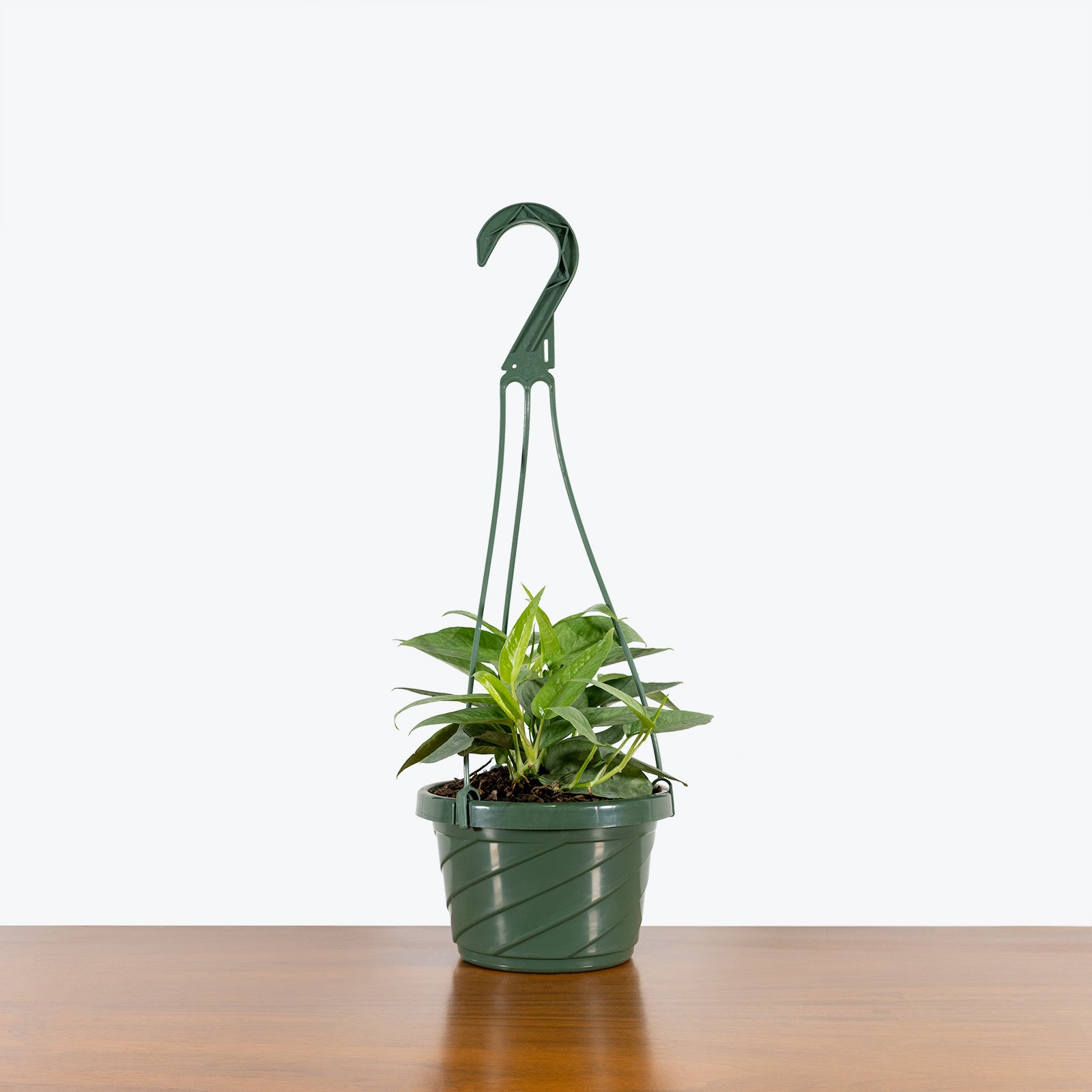 Cebu Blue Pothos - House Plants Delivery Toronto Canada - JOMO Studio