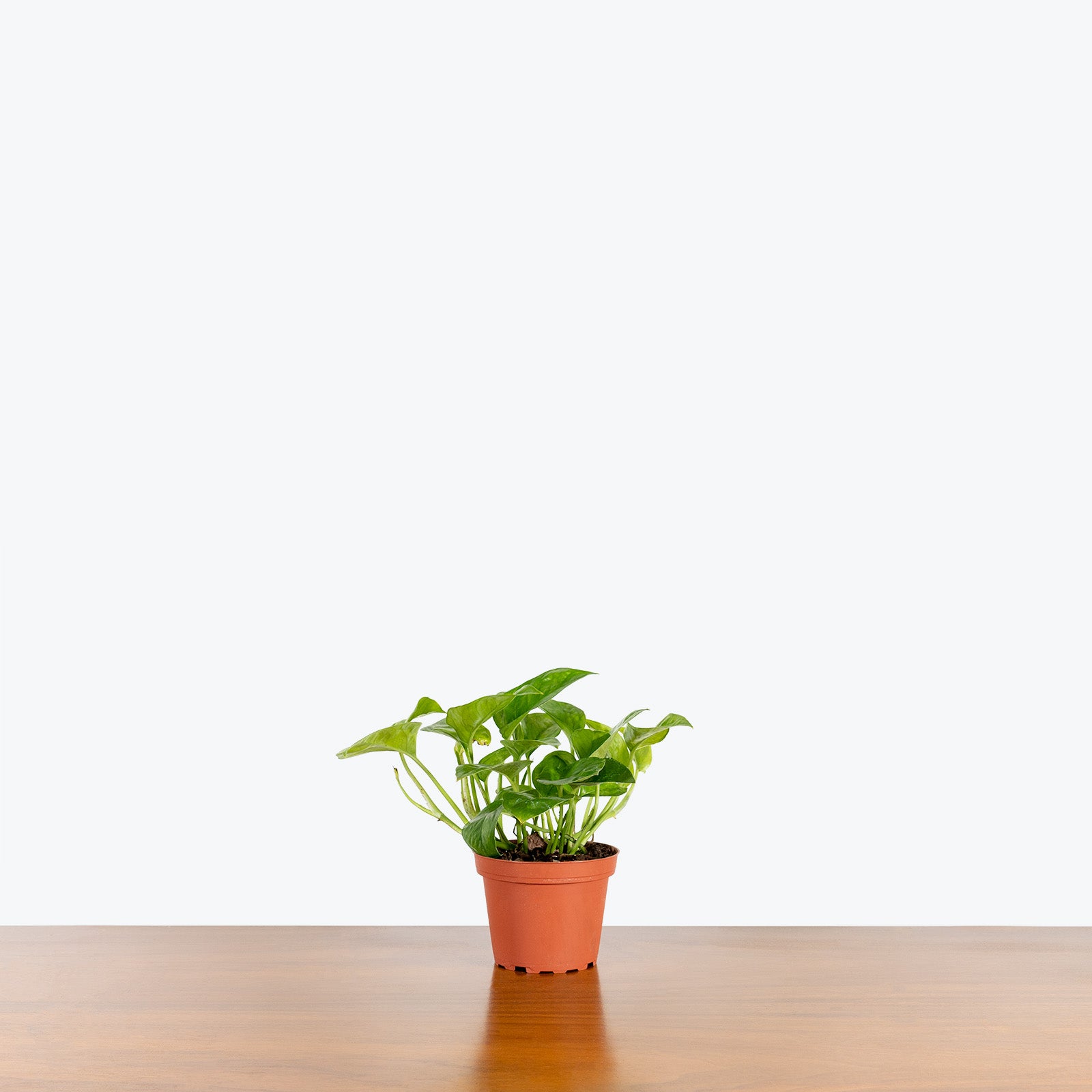 Pothos Emerald - House Plants Delivery Toronto - JOMO Studio