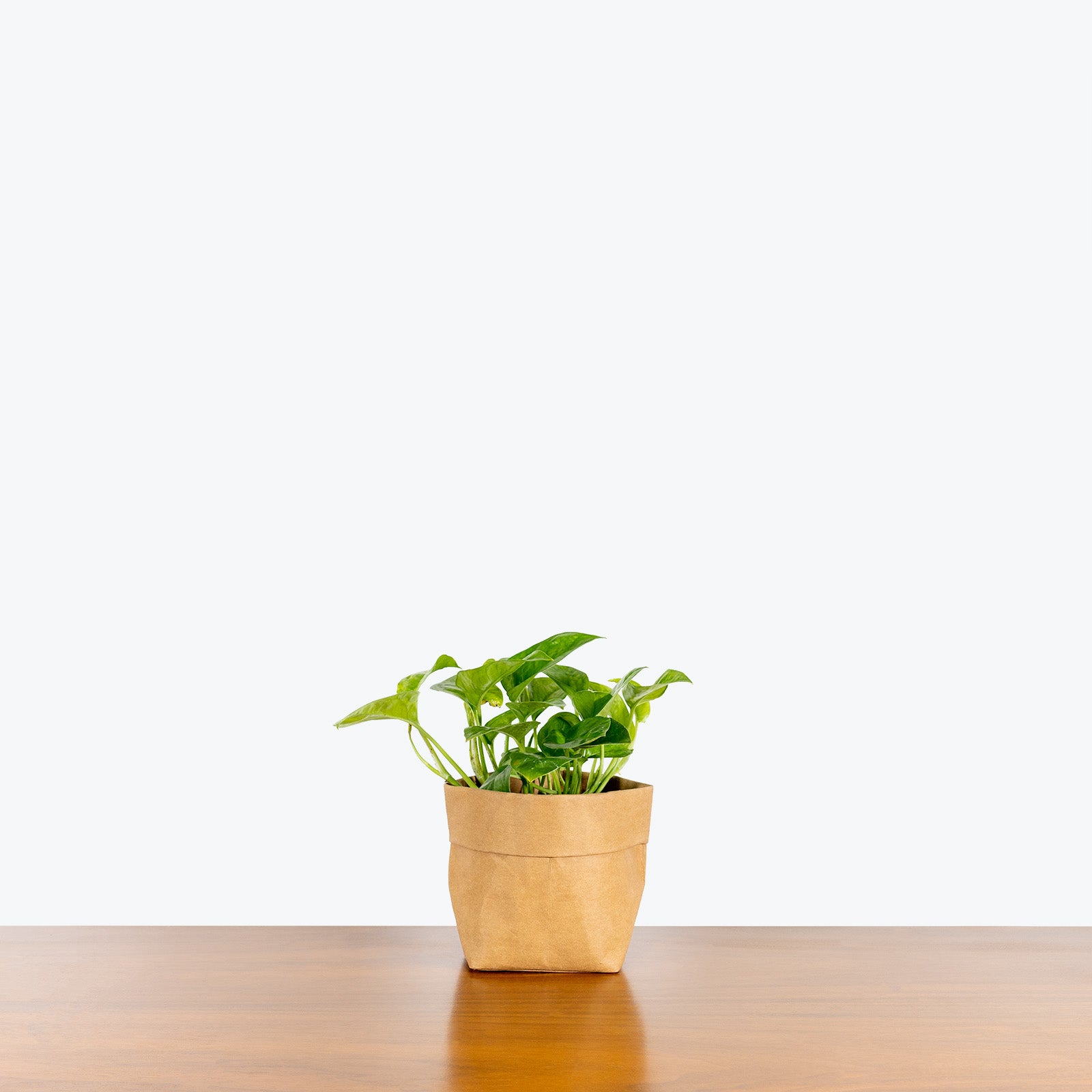 Pothos Emerald | Care Guide and Pro Tips - Delivery from Toronto across Canada - JOMO Studio