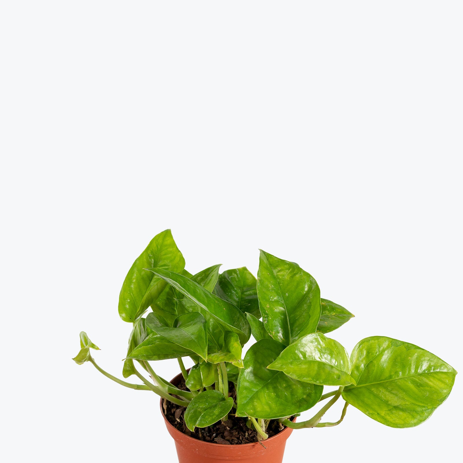 Pothos Emerald | Care Guide and Pro Tips - Delivery from Toronto across Canada - JOMO Studio