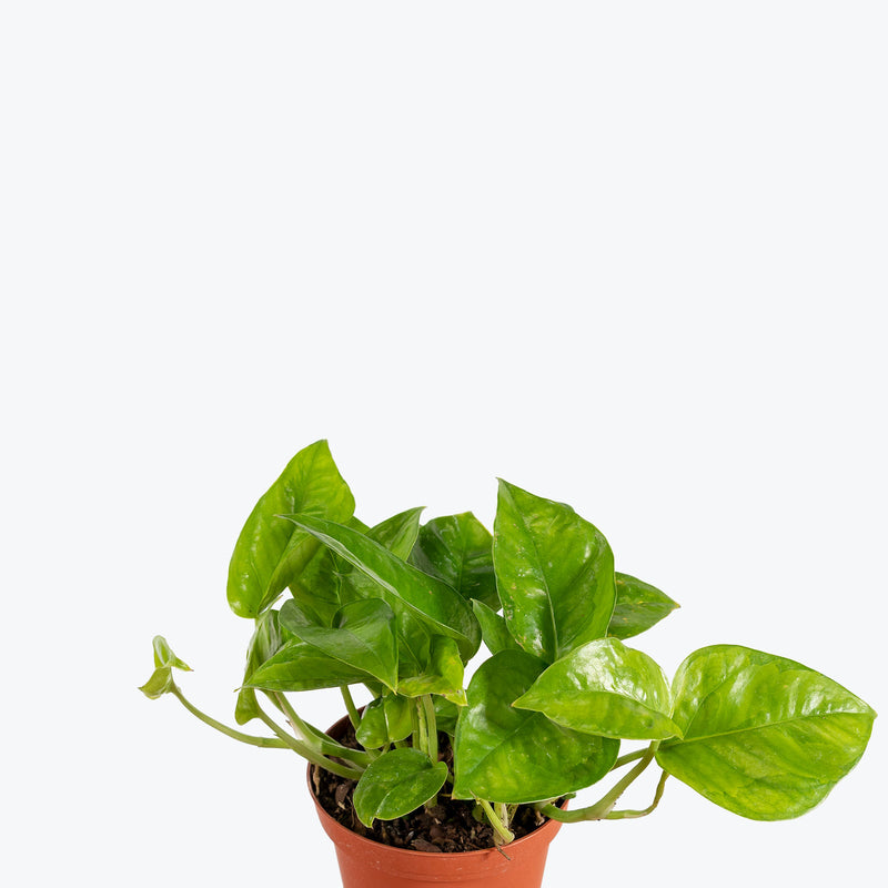 Pothos Emerald - House Plants Delivery Toronto - JOMO Studio