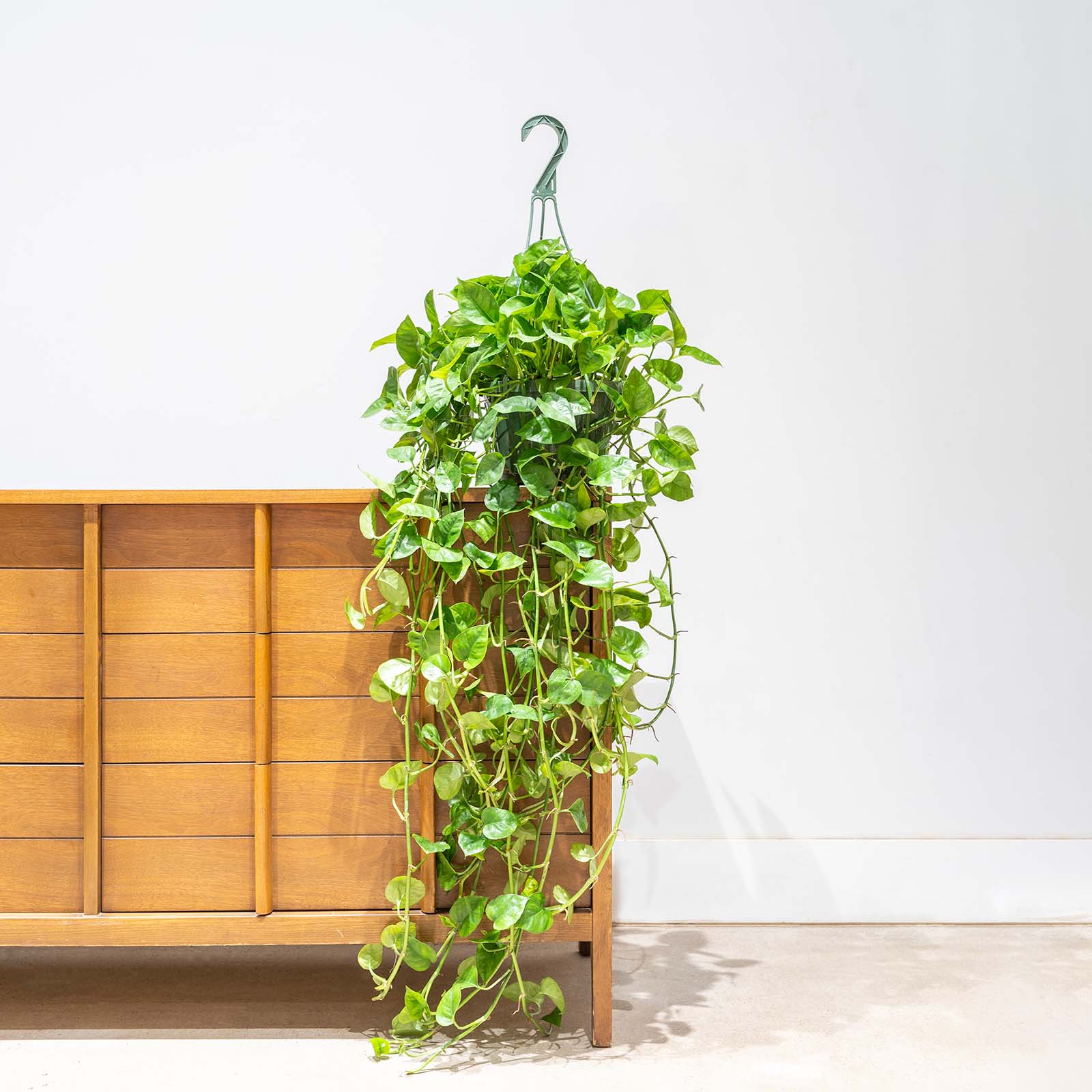 Pothos Emerald - House Plants Delivery Toronto - JOMO Studio