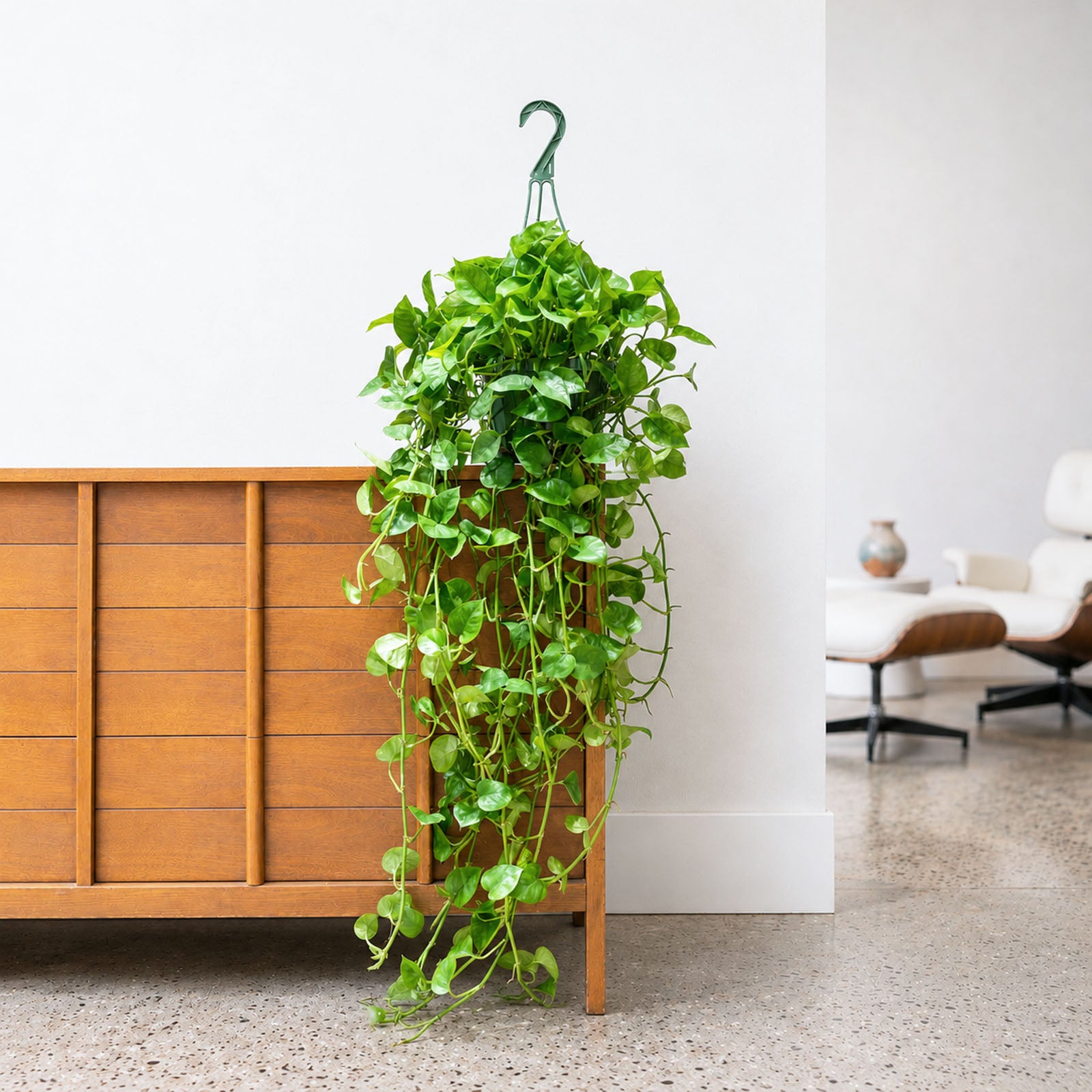 Pothos Emerald | Care Guide and Pro Tips - Delivery from Toronto across Canada - JOMO Studio