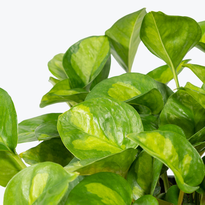 Pothos Global Green - Epipremnum Aureum - House Plants Delivery Toronto Canada - JOMO Studio