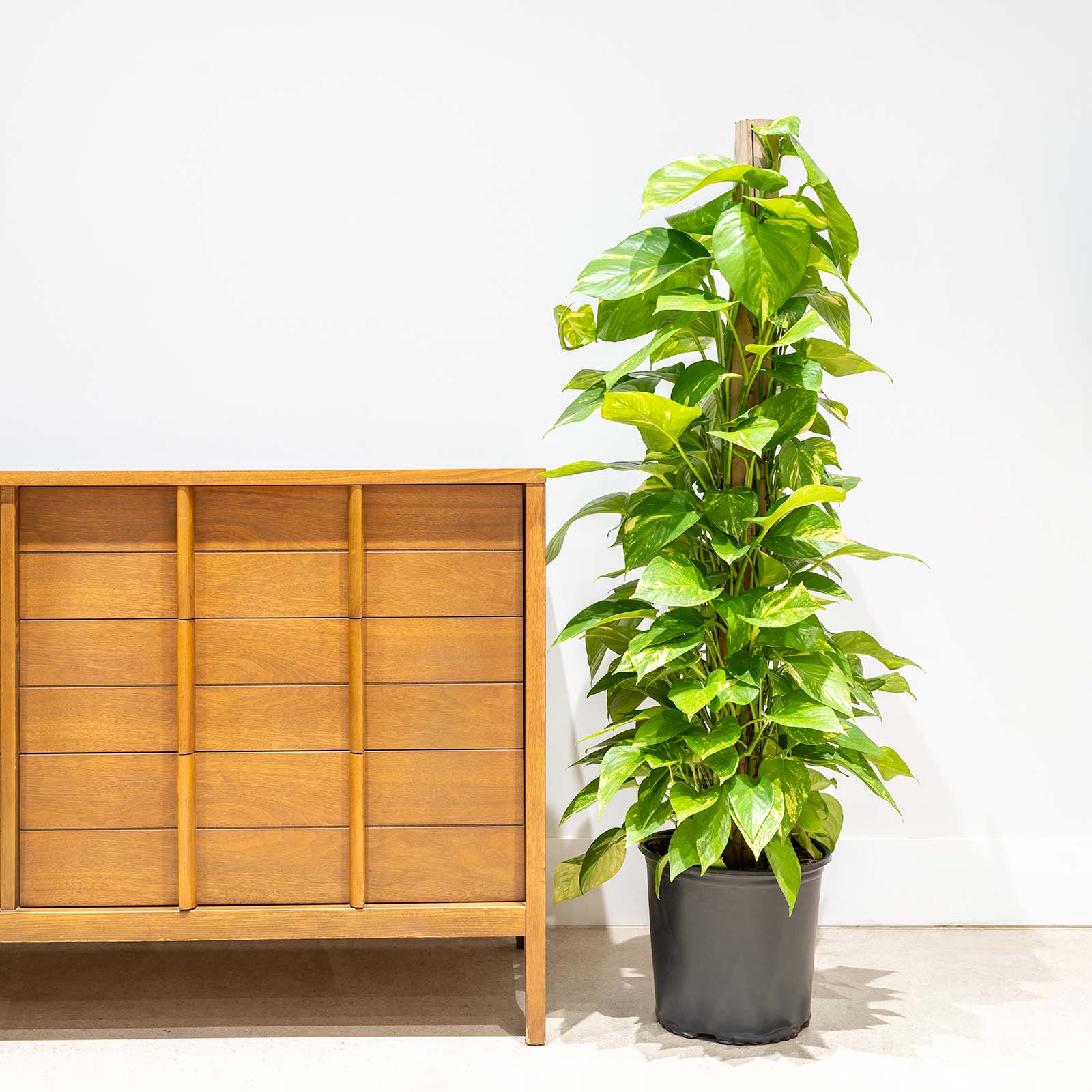 Epipremnum Aureum - Pothos Golden - House Plants Delivery Toronto Canada - JOMO Studio