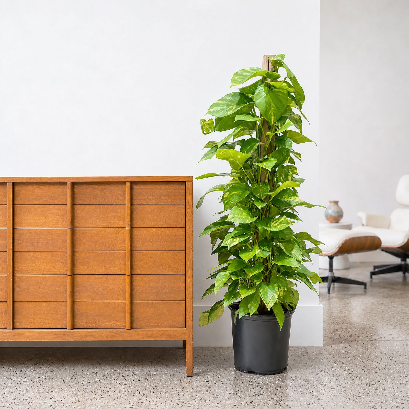 Pothos Golden | Care Guide and Pro Tips - Delivery from Toronto across Canada - JOMO Studio