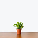 Pothos Golden — 4” Pot (not trailing)