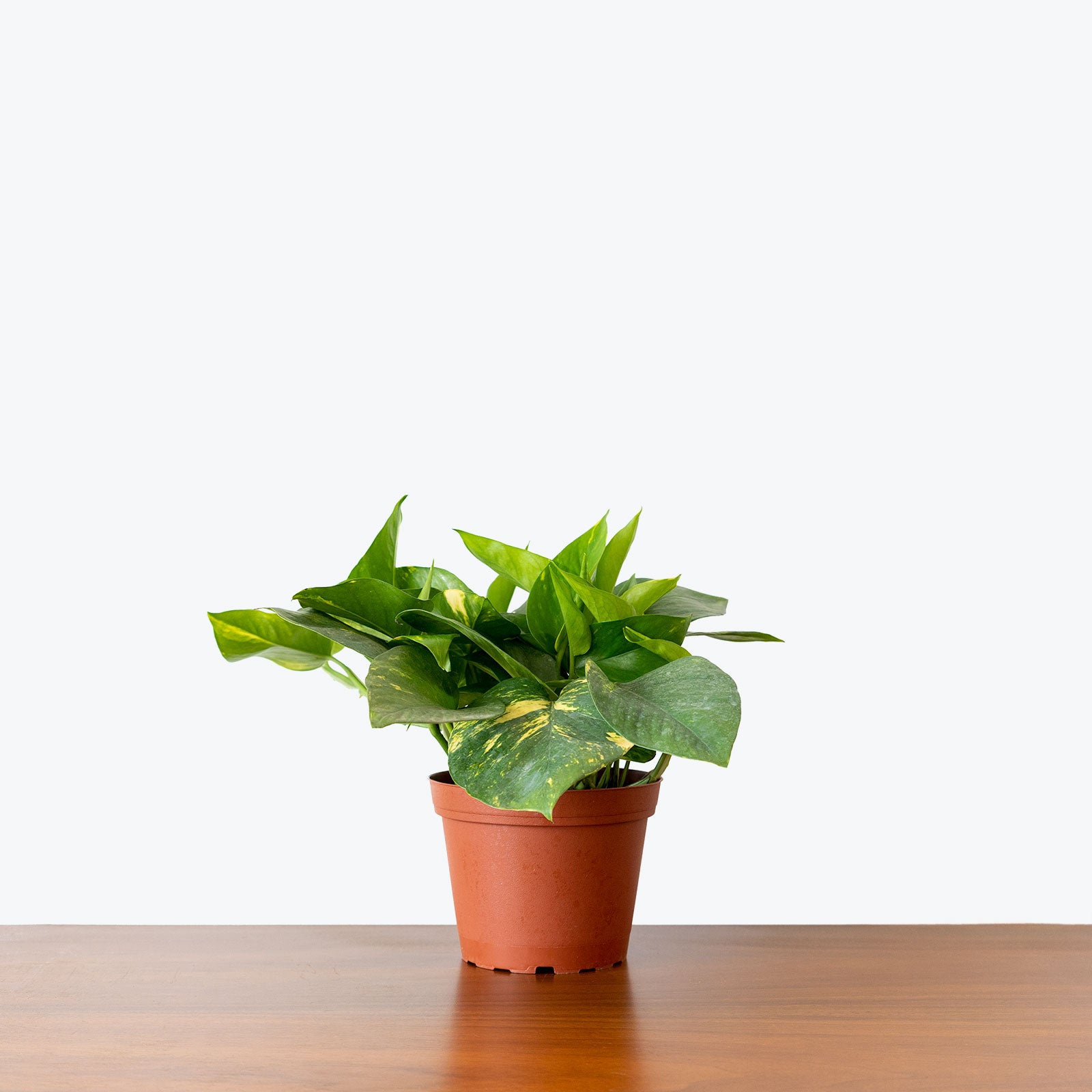 Epipremnum Aureum - Pothos Golden - House Plants Delivery Toronto Canada - JOMO Studio