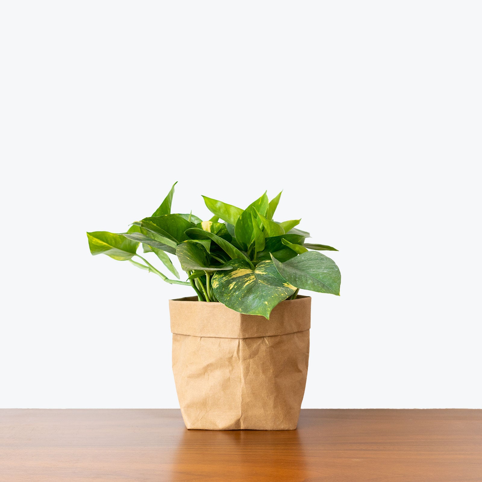 Pothos Golden | Care Guide and Pro Tips - Delivery from Toronto across Canada - JOMO Studio