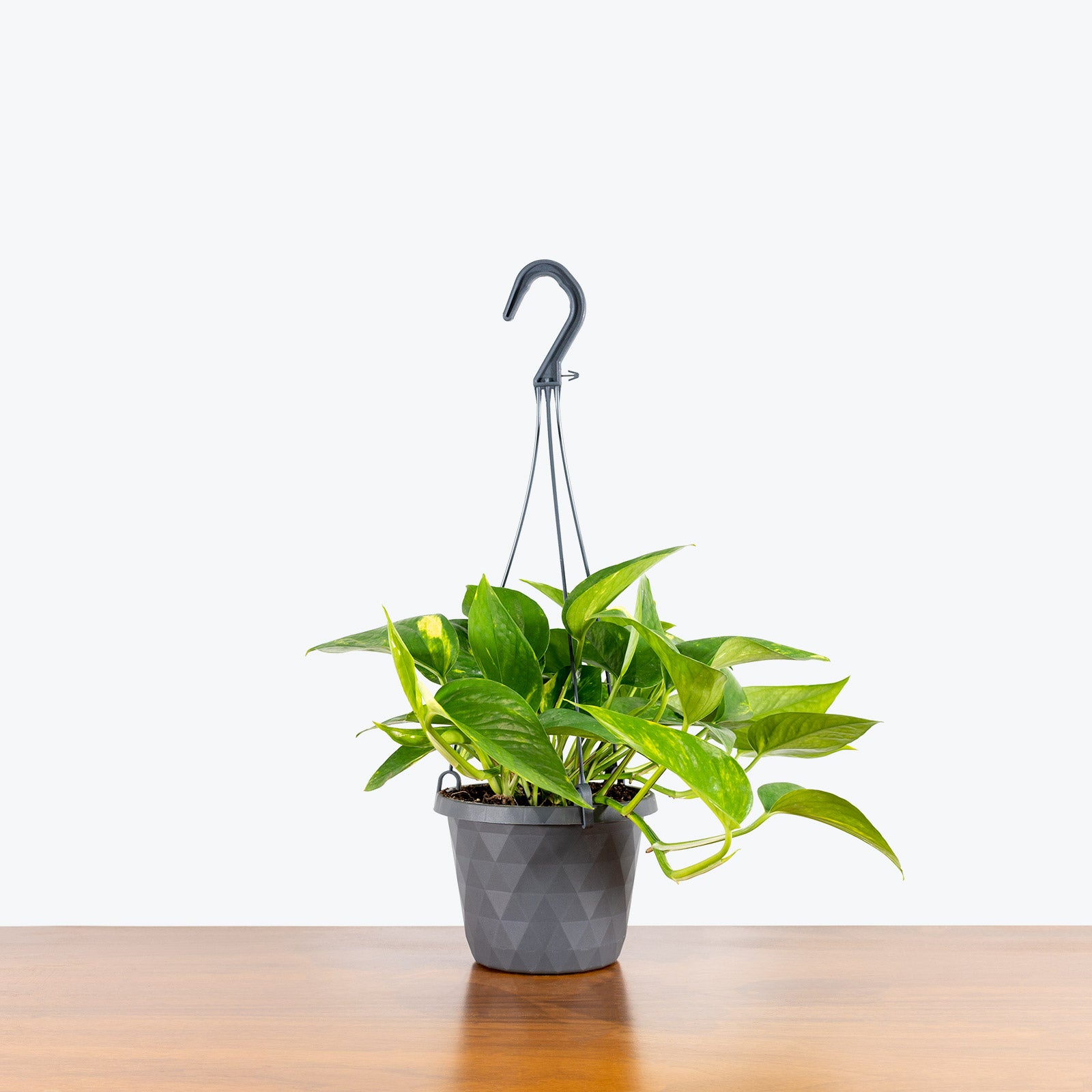 Epipremnum Aureum - Pothos Golden - House Plants Delivery Toronto Canada - JOMO Studio