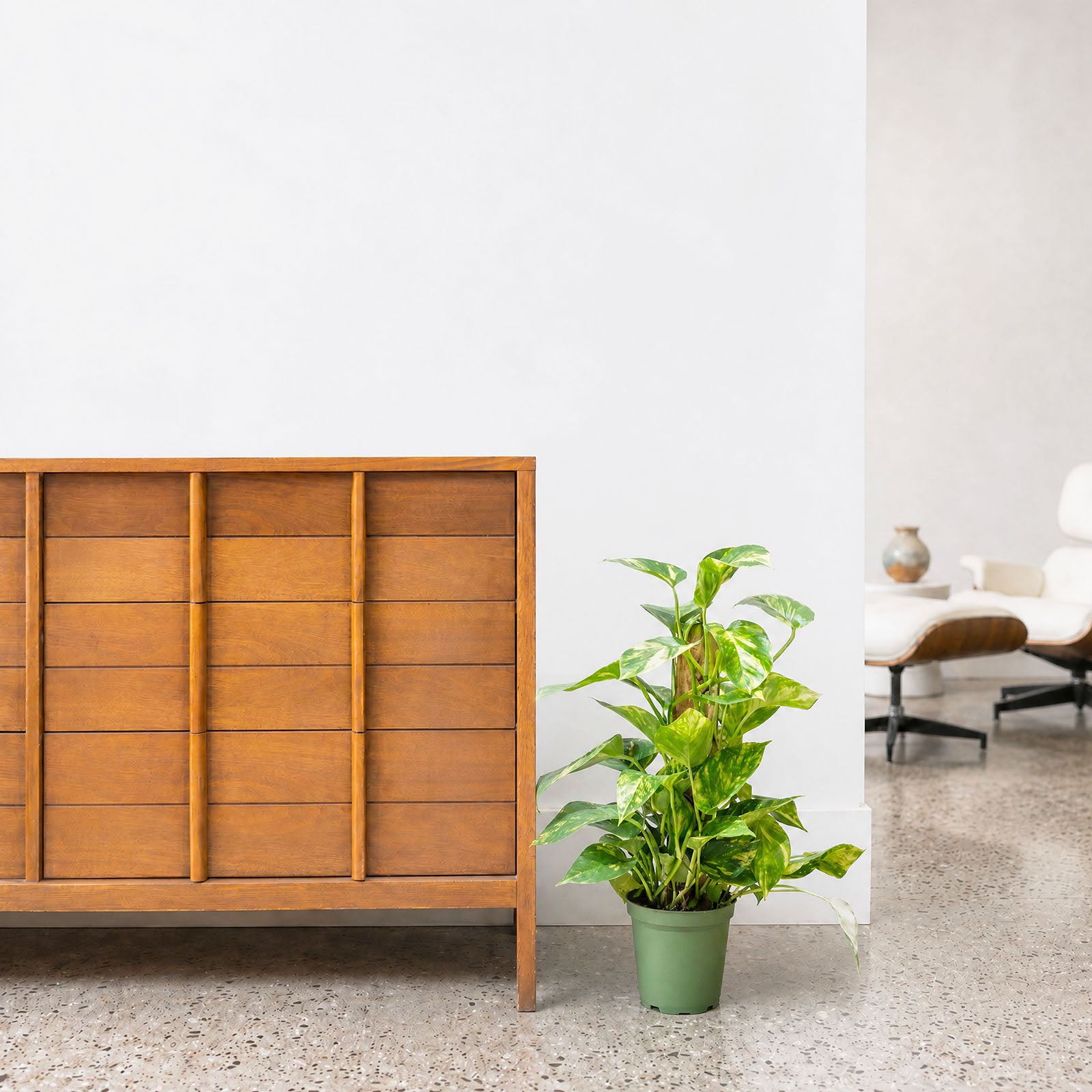 Pothos Golden | Care Guide and Pro Tips - Delivery from Toronto across Canada - JOMO Studio