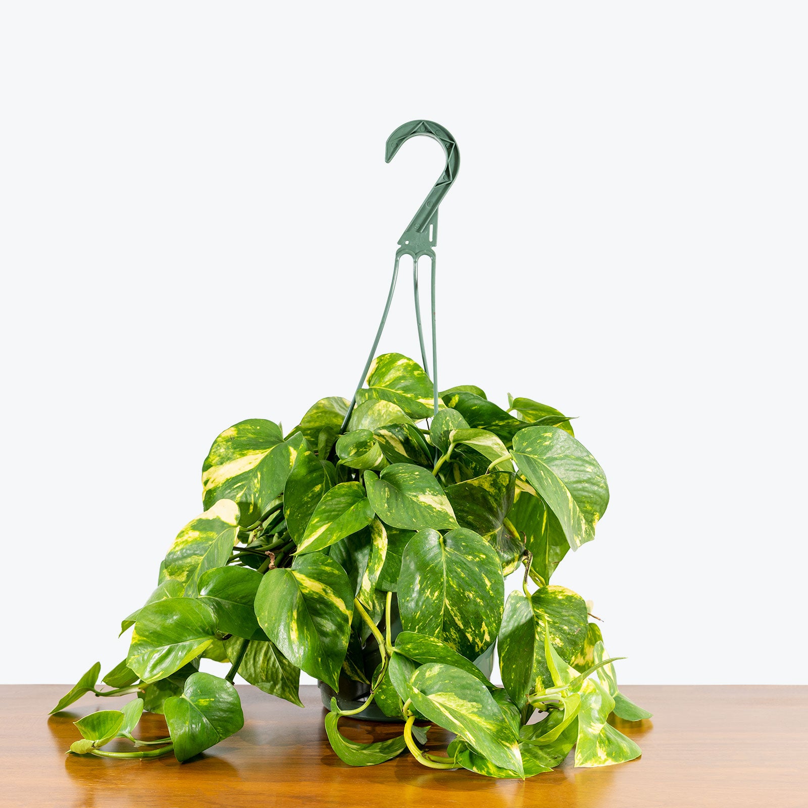 Epipremnum Aureum - Pothos Golden - House Plants Delivery Toronto Canada - JOMO Studio