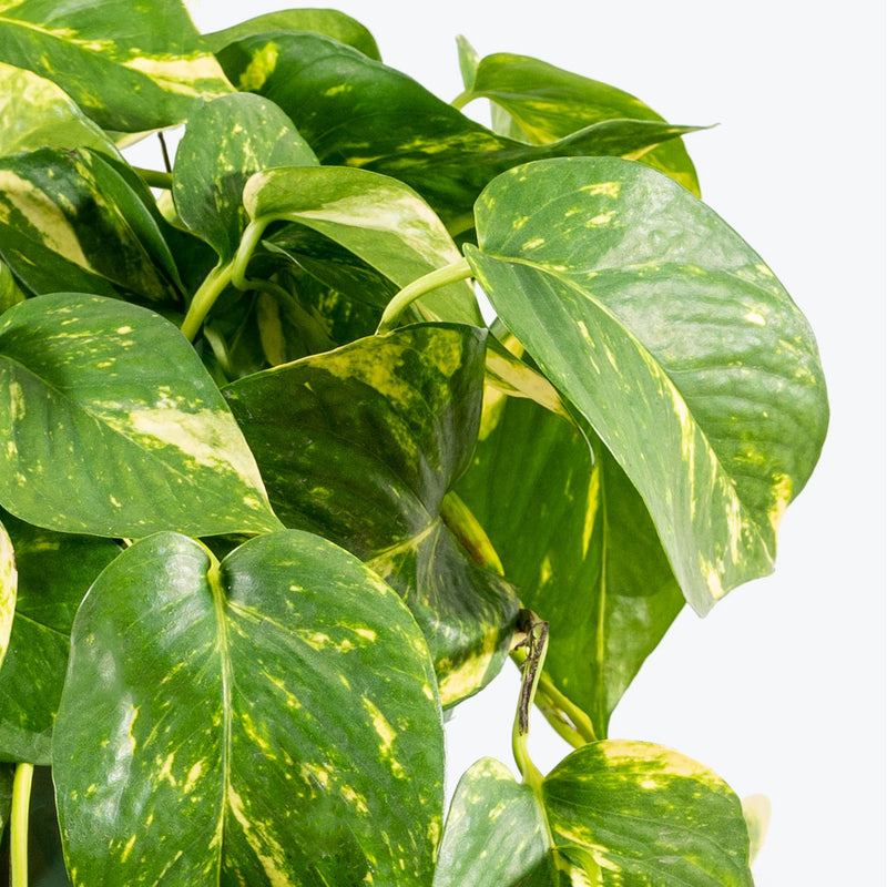 Epipremnum Aureum - Pothos Golden - House Plants Delivery Toronto Canada - JOMO Studio