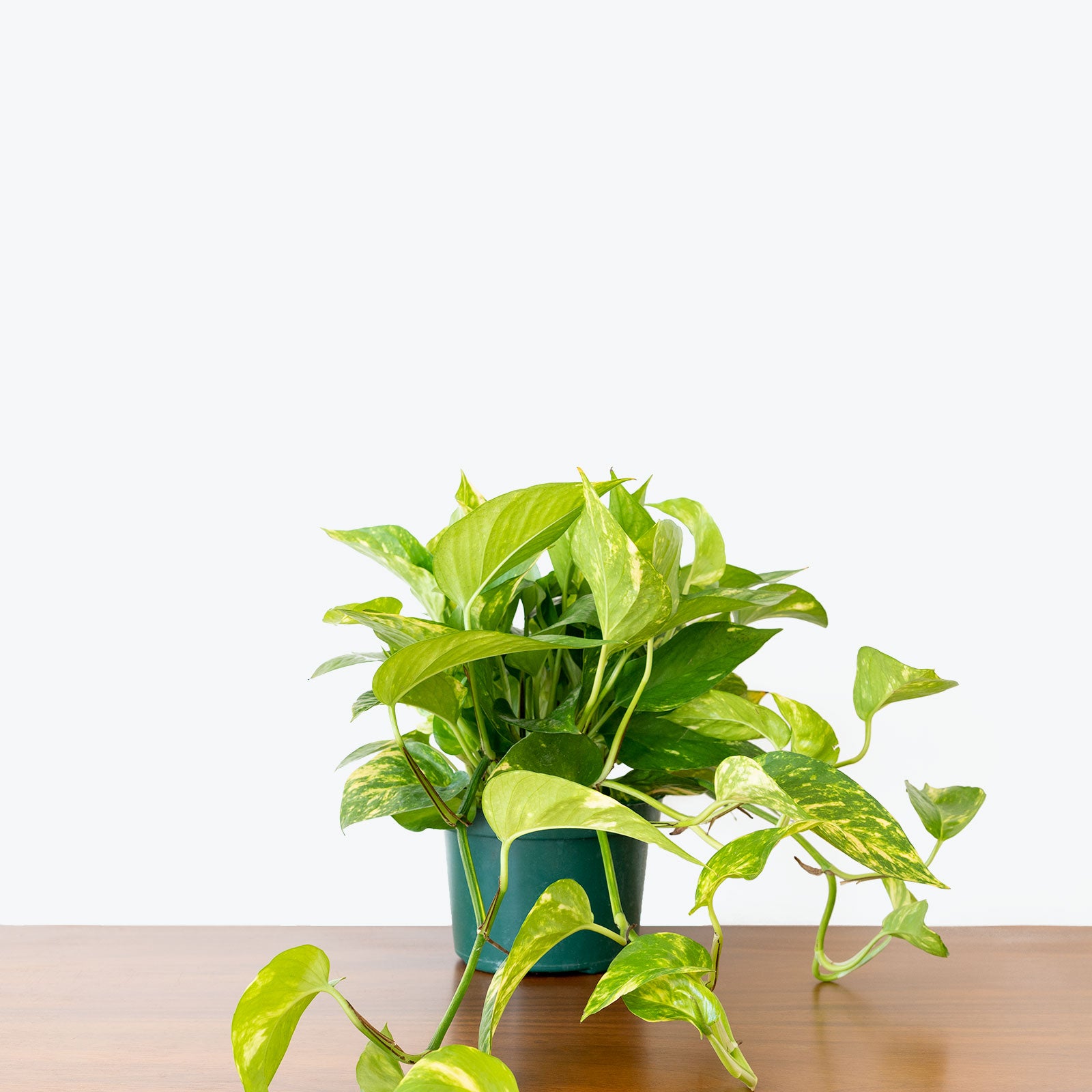 Epipremnum Aureum - Pothos Hawaiian - House Plants Delivery Toronto Canada - JOMO Studio