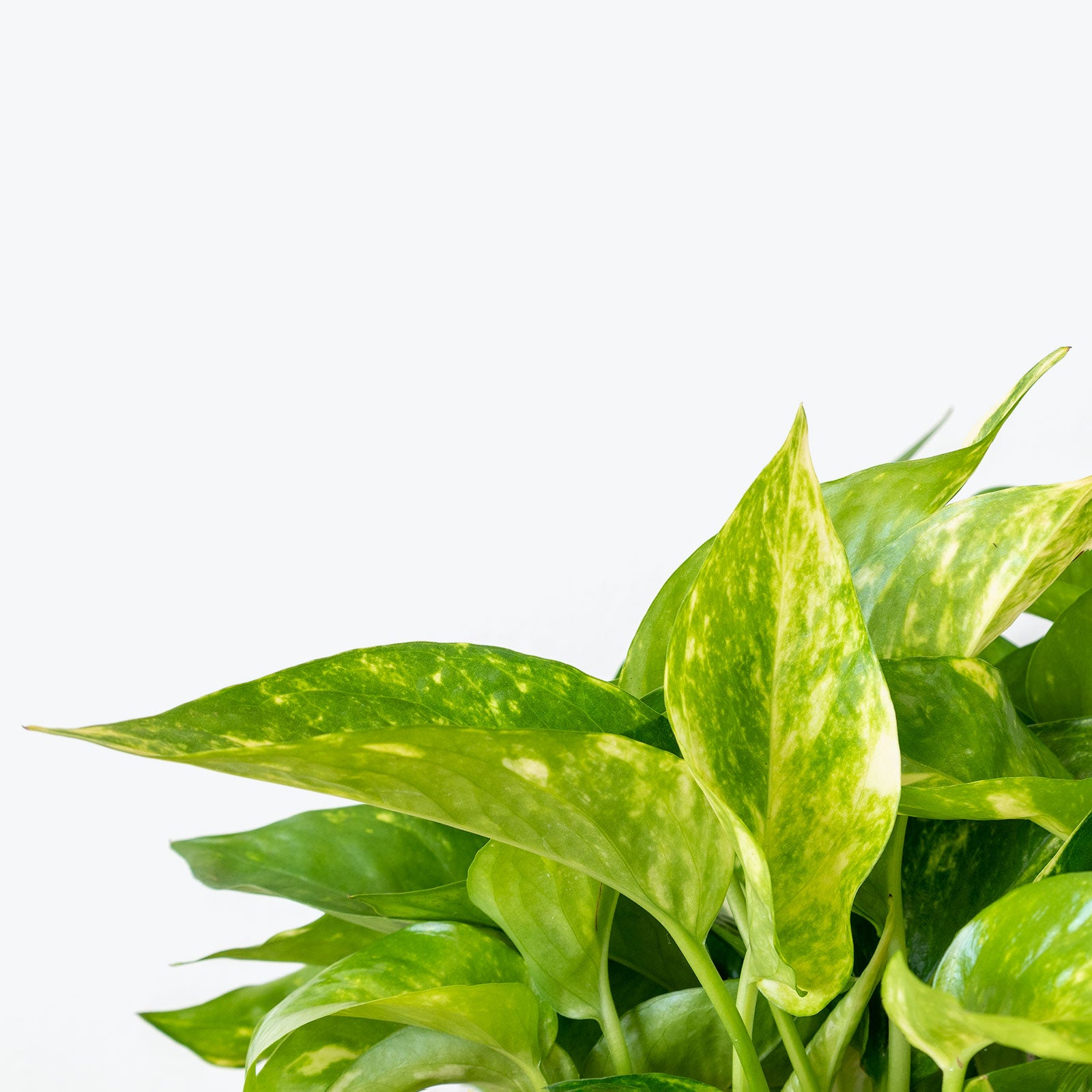 Epipremnum Aureum - Pothos Hawaiian - House Plants Delivery Toronto Canada - JOMO Studio