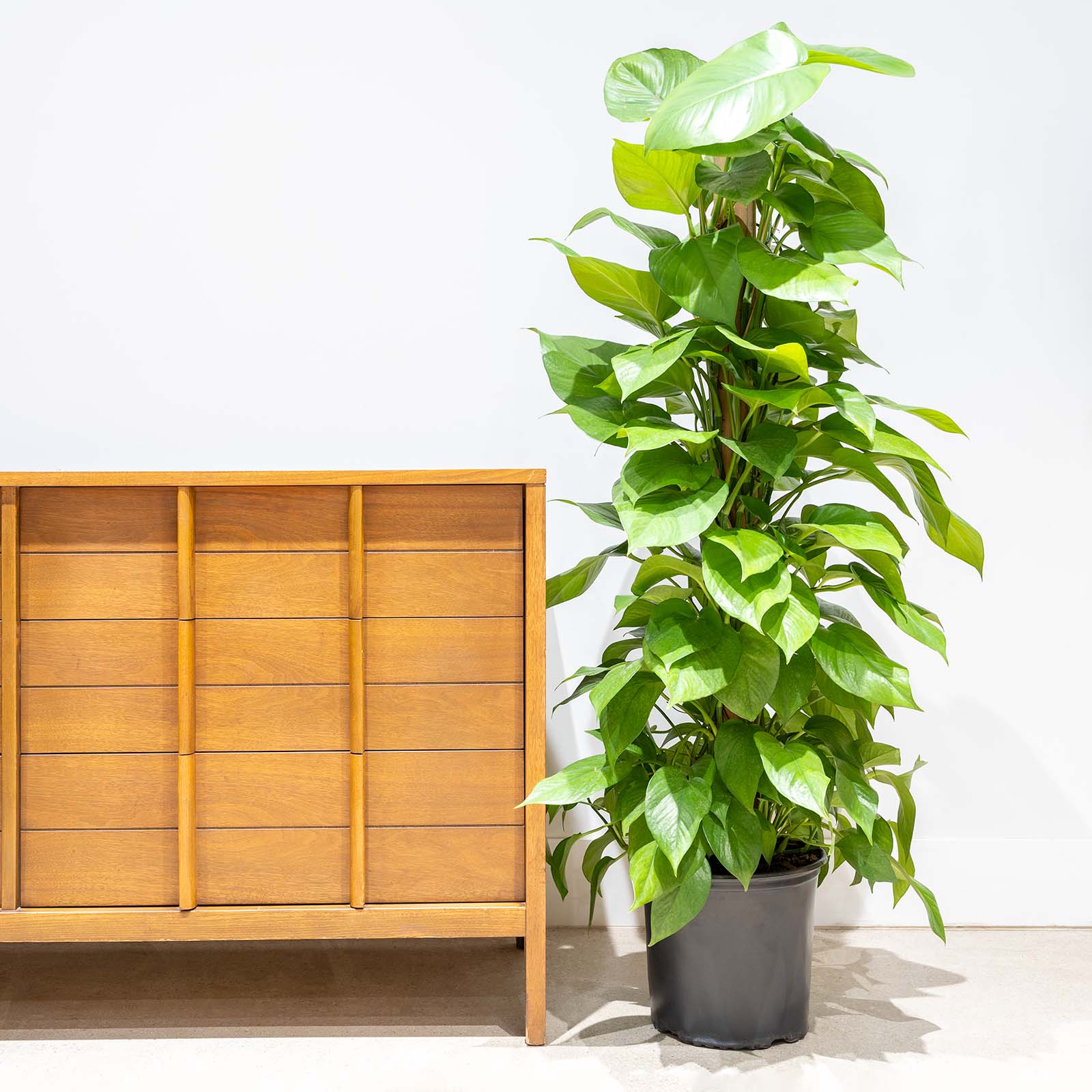 Pothos Jade - Epipremnum Aureum Jade - House Plants Delivery Toronto Canada - JOMO Studio