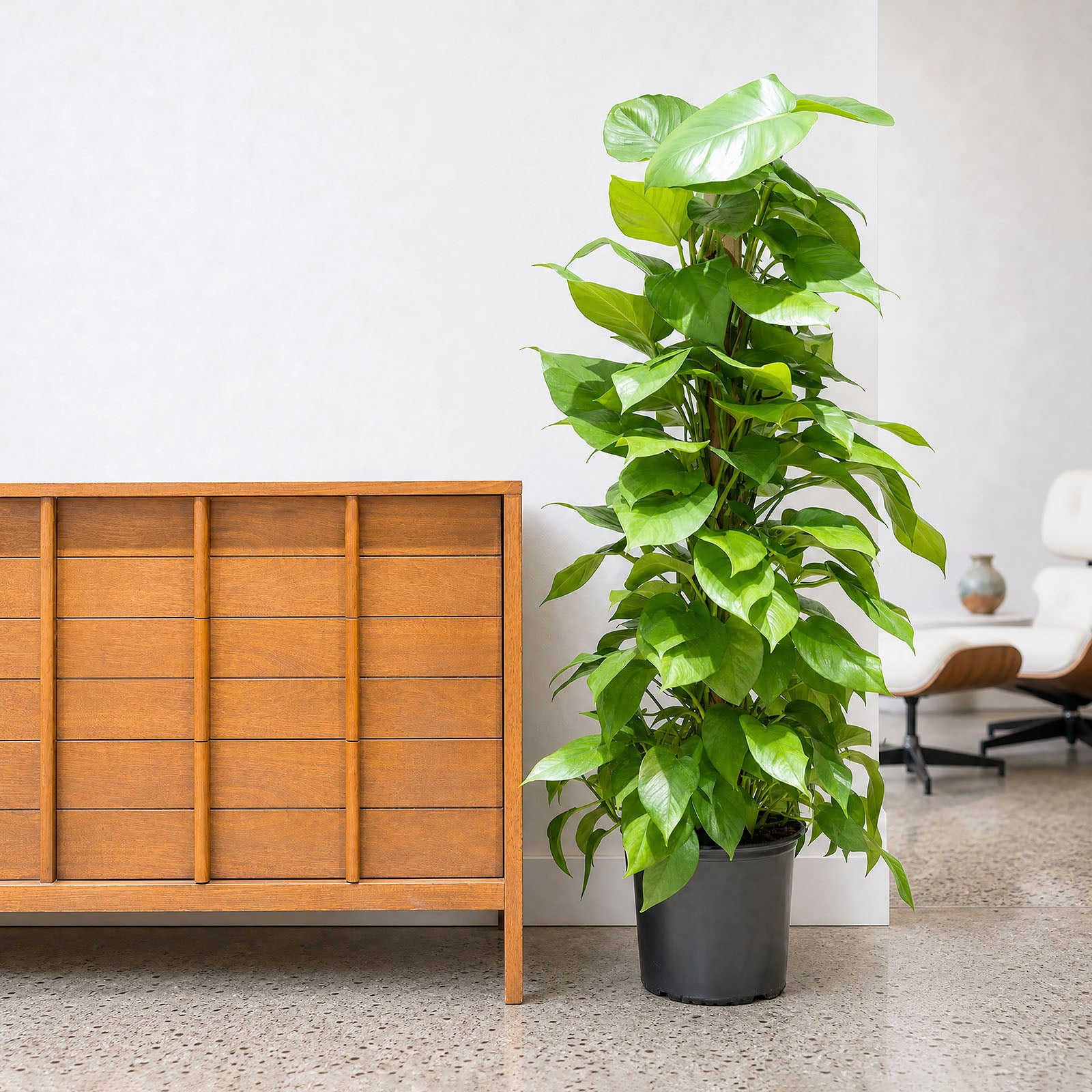 Pothos Jade | Care Guide and Pro Tips - Delivery from Toronto across Canada - JOMO Studio
