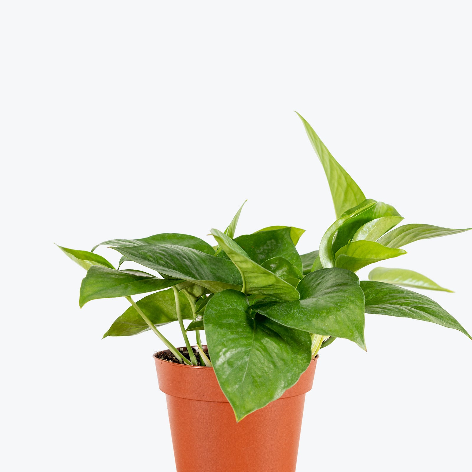 Pothos Jade - Epipremnum Aureum Jade - House Plants Delivery Toronto Canada - JOMO Studio