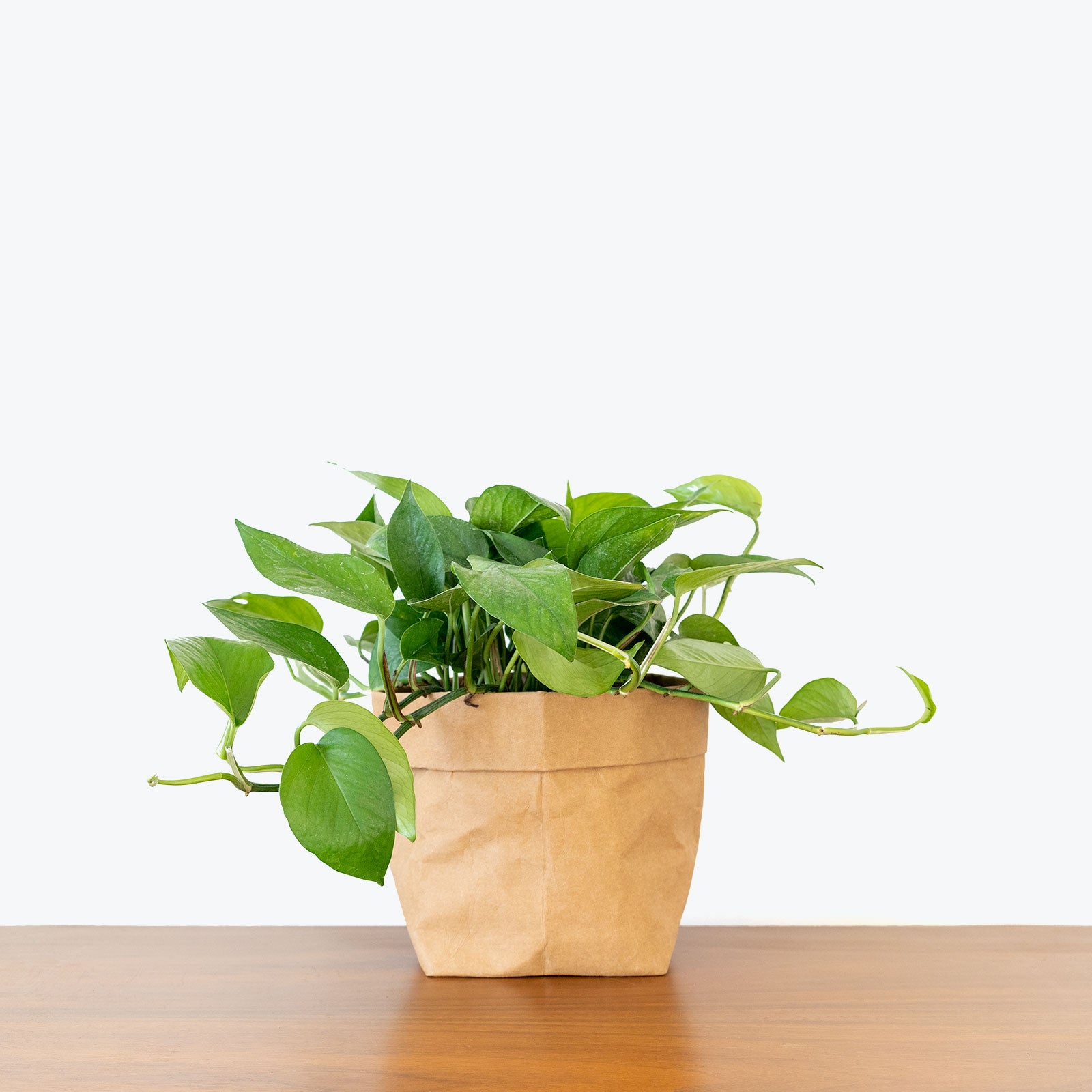 Pothos Jade | Care Guide and Pro Tips - Delivery from Toronto across Canada - JOMO Studio