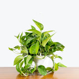 Pothos Jade — 8" Hanging Basket (not trailing)
