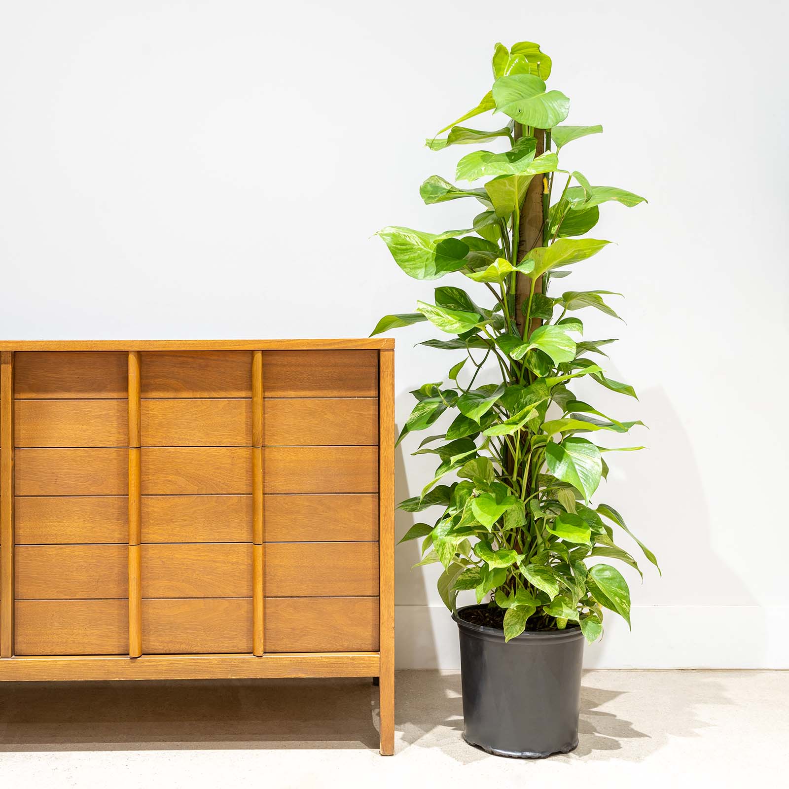 Pothos Marble Queen | Care Guide and Pro Tips - Delivery from Toronto across Canada - JOMO Studio