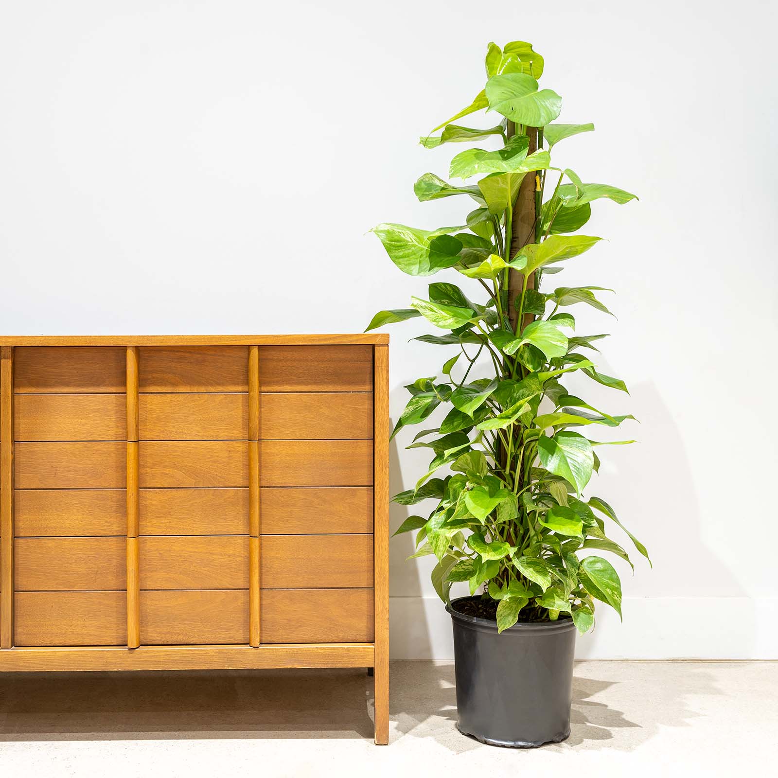 Pothos Marble Queen - House Plants Delivery Toronto Canada - JOMO Studio