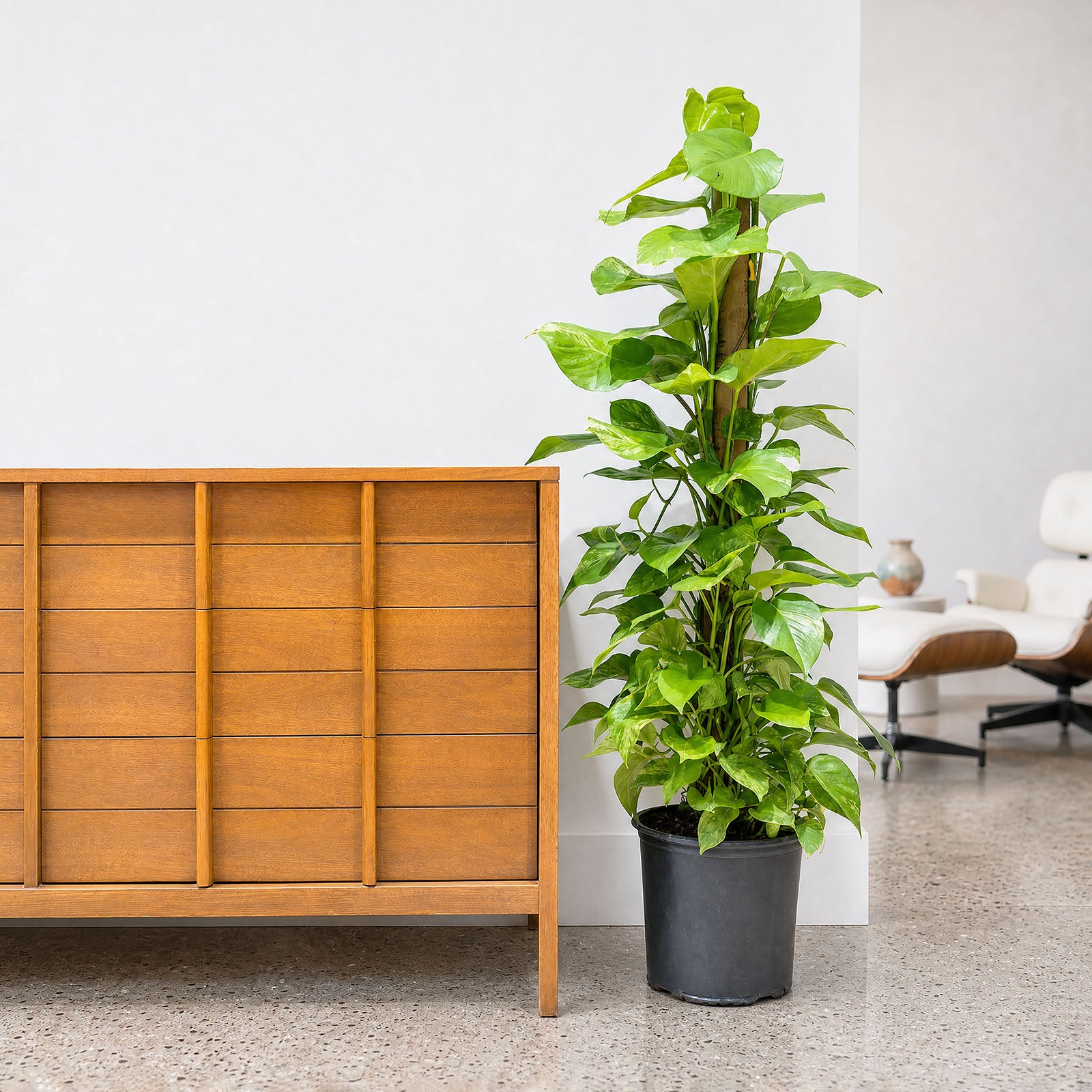 Pothos Marble Queen | Care Guide and Pro Tips - Delivery from Toronto across Canada - JOMO Studio