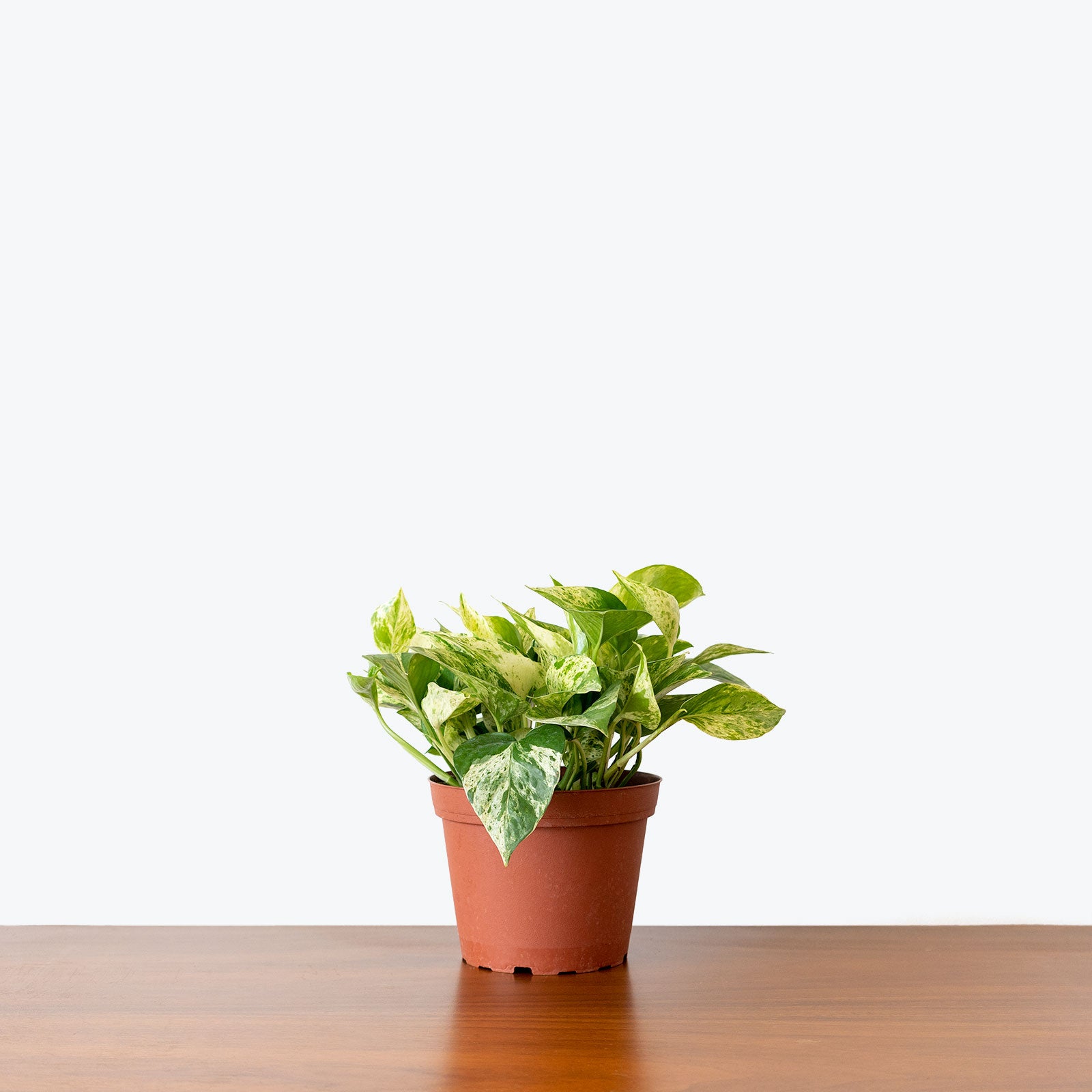 Pothos Marble Queen - House Plants Delivery Toronto Canada - JOMO Studio