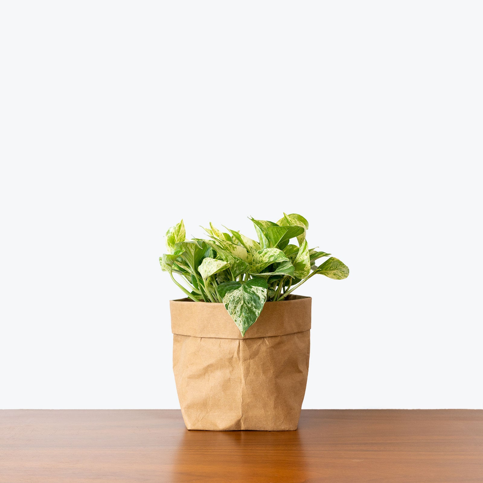 Pothos Marble Queen - House Plants Delivery Toronto Canada - JOMO Studio