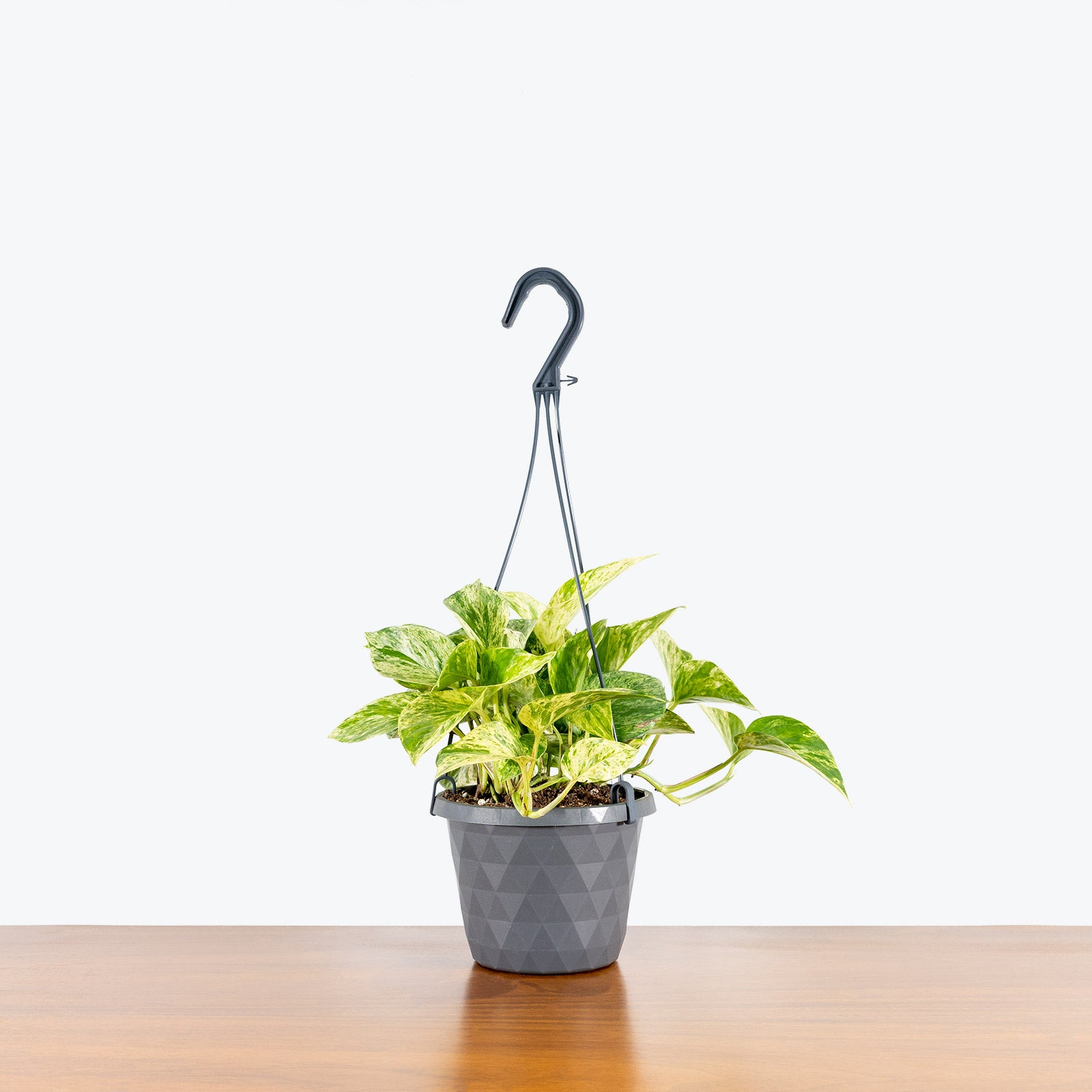 Pothos Marble Queen - House Plants Delivery Toronto Canada - JOMO Studio