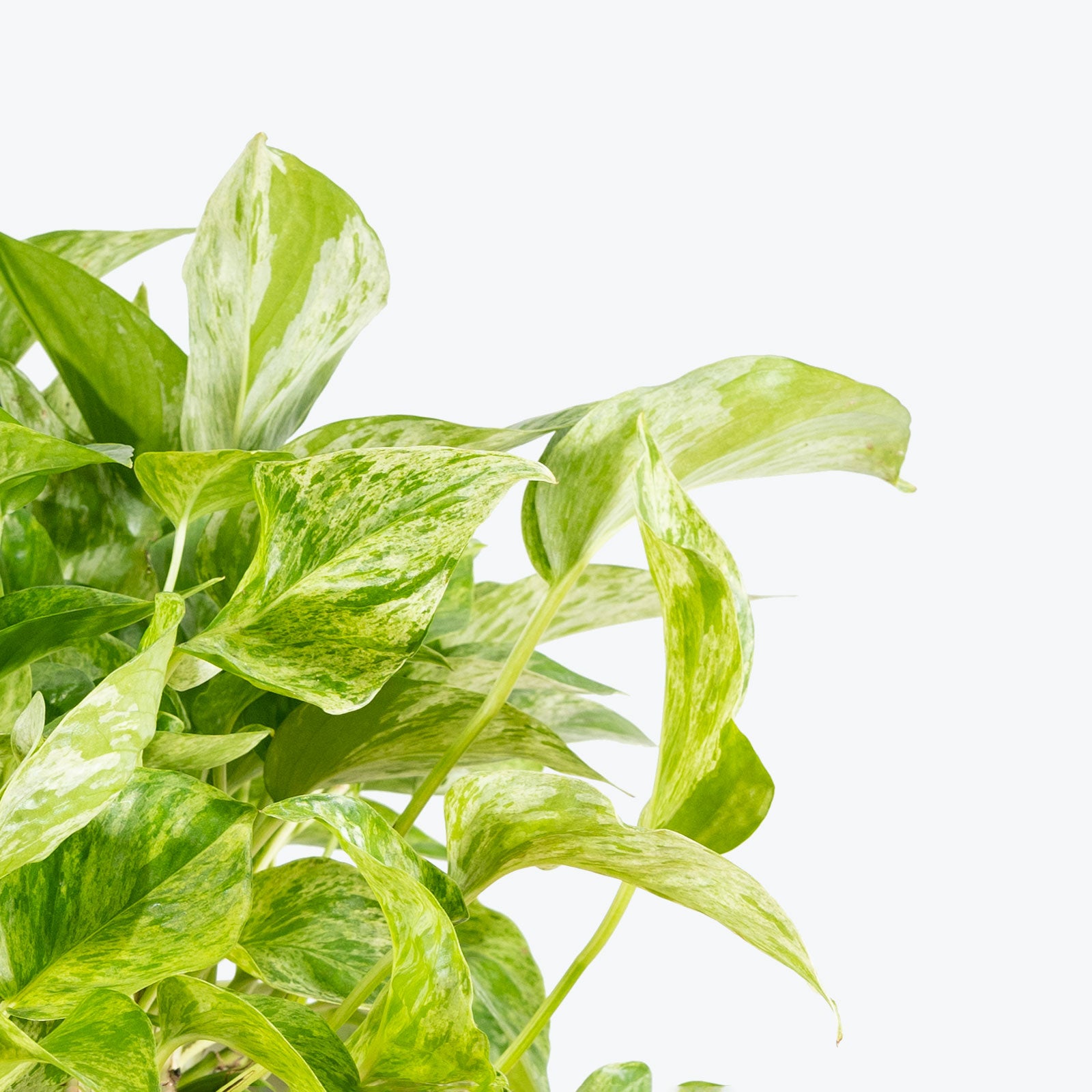 Pothos Marble Queen | Care Guide and Pro Tips - Delivery from Toronto across Canada - JOMO Studio