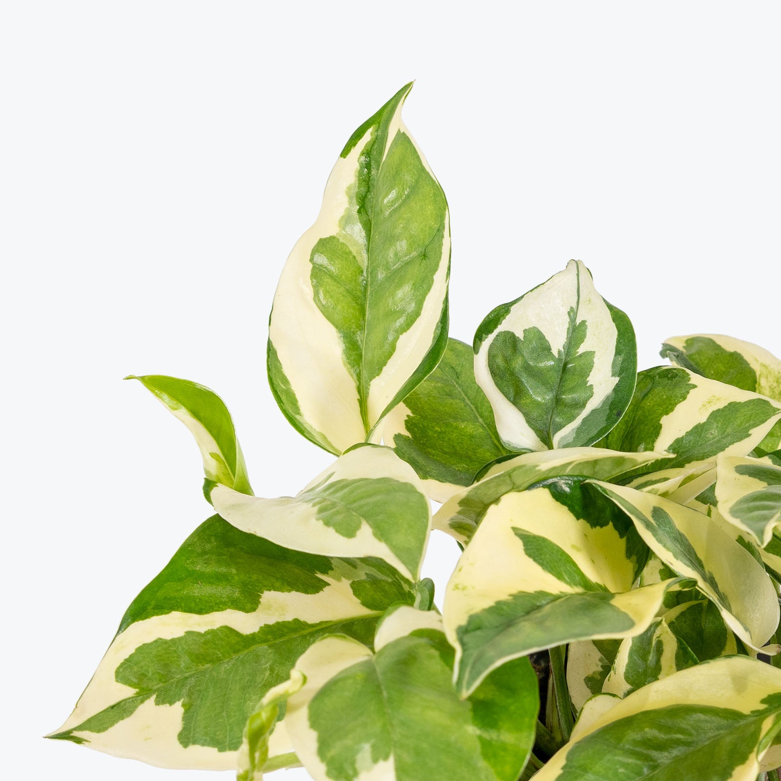 Pothos N’Joy - House Plants Delivery Toronto Canada - JOMO Studio