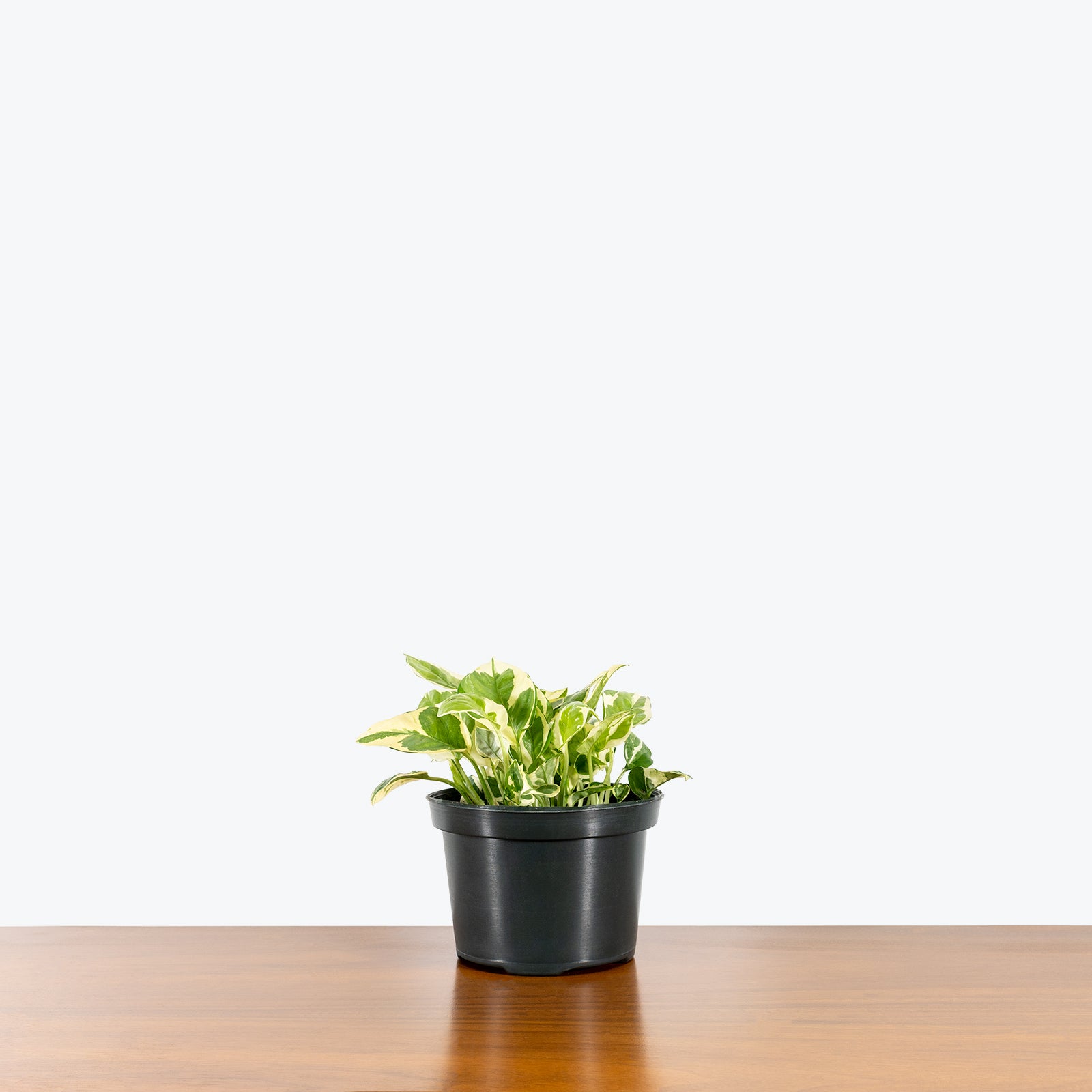 Pothos N’Joy | Care Guide and Pro Tips - Delivery from Toronto across Canada - JOMO Studio