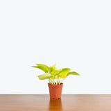 Pothos Neon — 4" Pot (not trailing)
