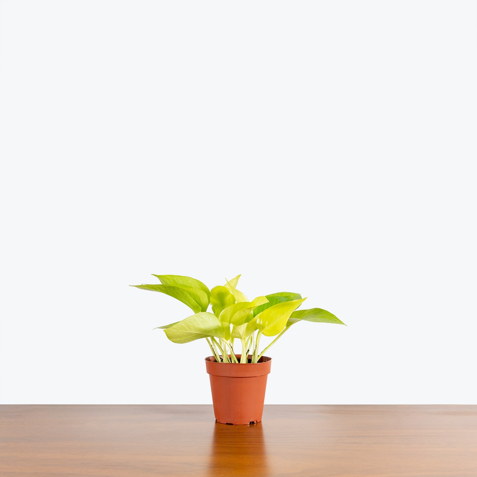 Pothos Neon | Care Guide and Pro Tips - Delivery from Toronto across Canada - JOMO Studio