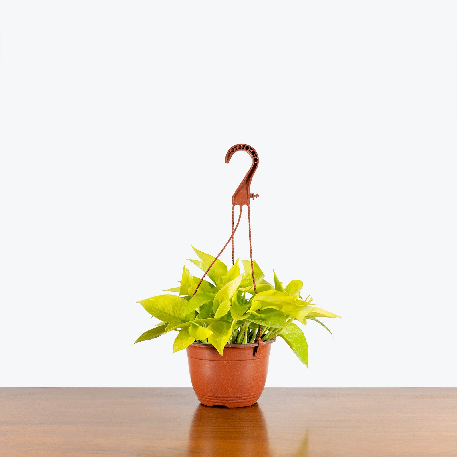 Pothos Neon - House Plants Delivery Toronto Canada - JOMO Studio