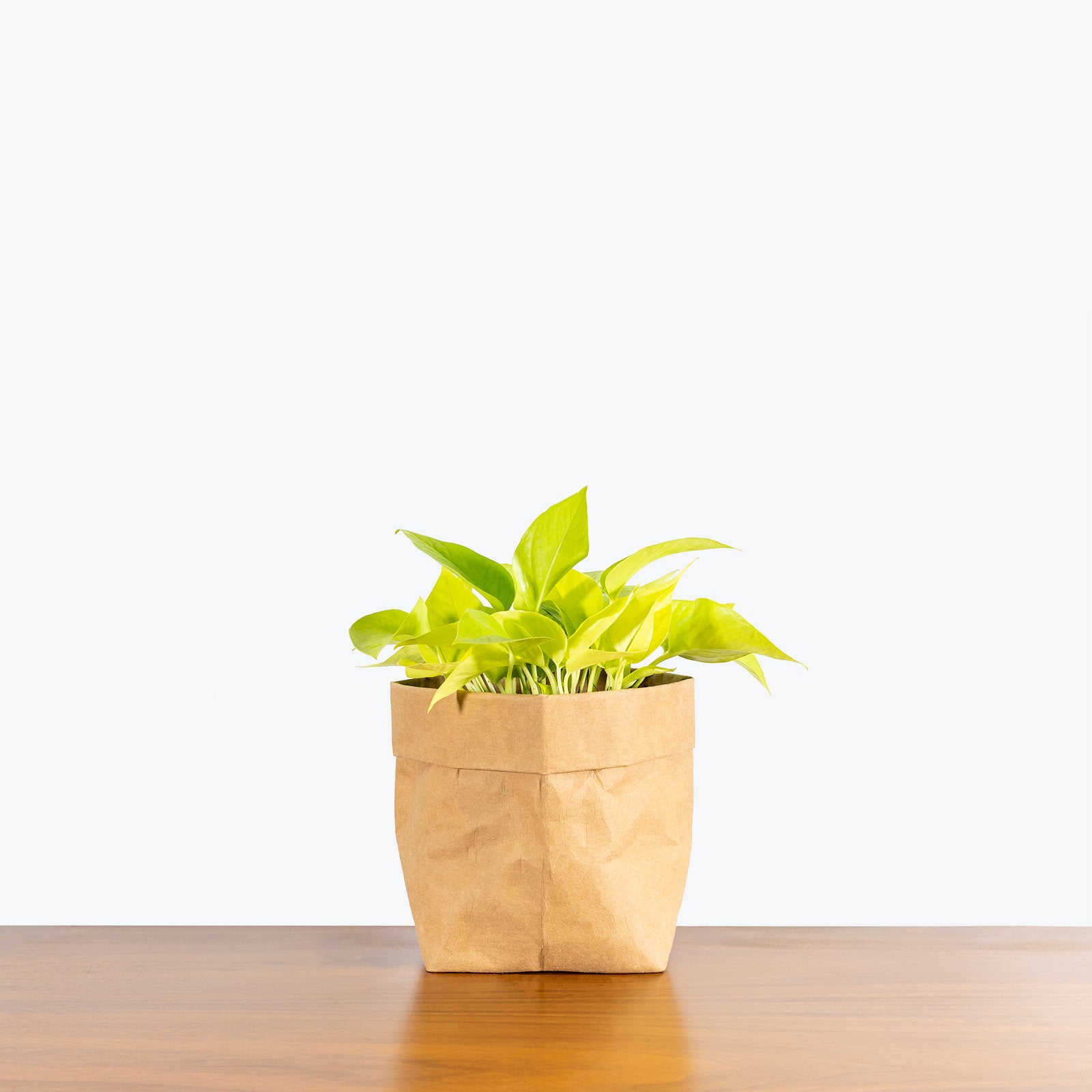 Pothos Neon - House Plants Delivery Toronto Canada - JOMO Studio