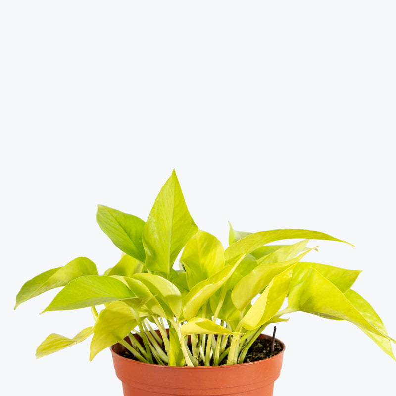 Pothos Neon | Care Guide and Pro Tips - Delivery from Toronto across Canada - JOMO Studio