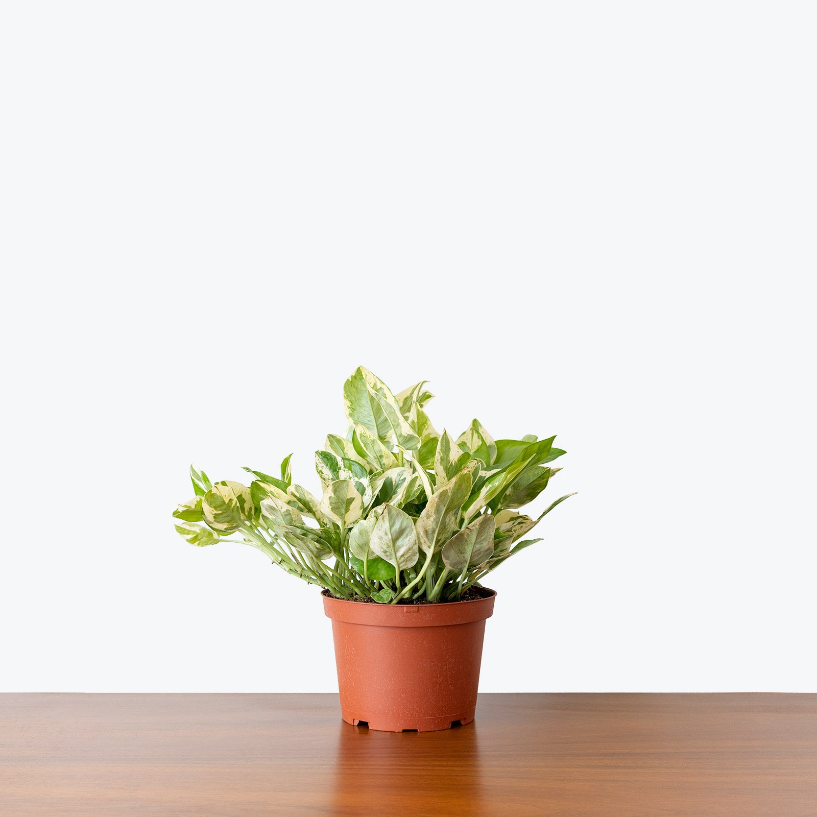 Pothos Pearls and Jade | Care Guide and Pro Tips - Delivery from Toronto across Canada - JOMO Studio