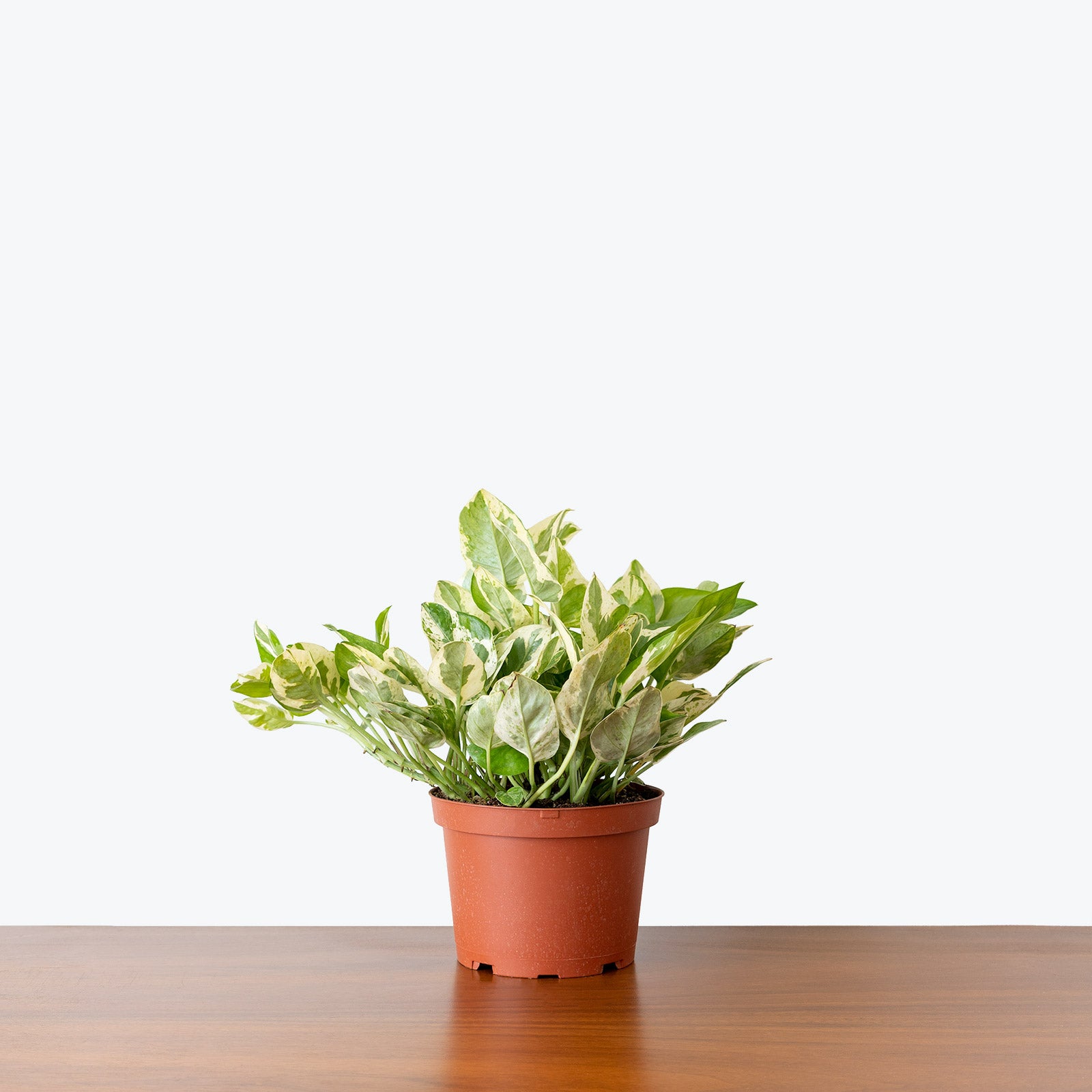 Pothos Pearls and Jade - House Plants Delivery Toronto Canada - JOMO Studio