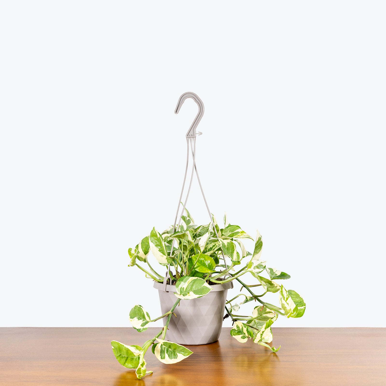 Pothos Pearls and Jade - House Plants Delivery Toronto Canada - JOMO Studio