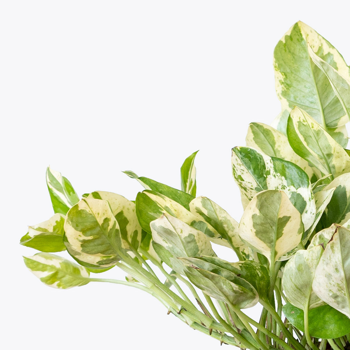 Pothos Pearls and Jade | Care Guide and Pro Tips - Delivery from Toronto across Canada - JOMO Studio