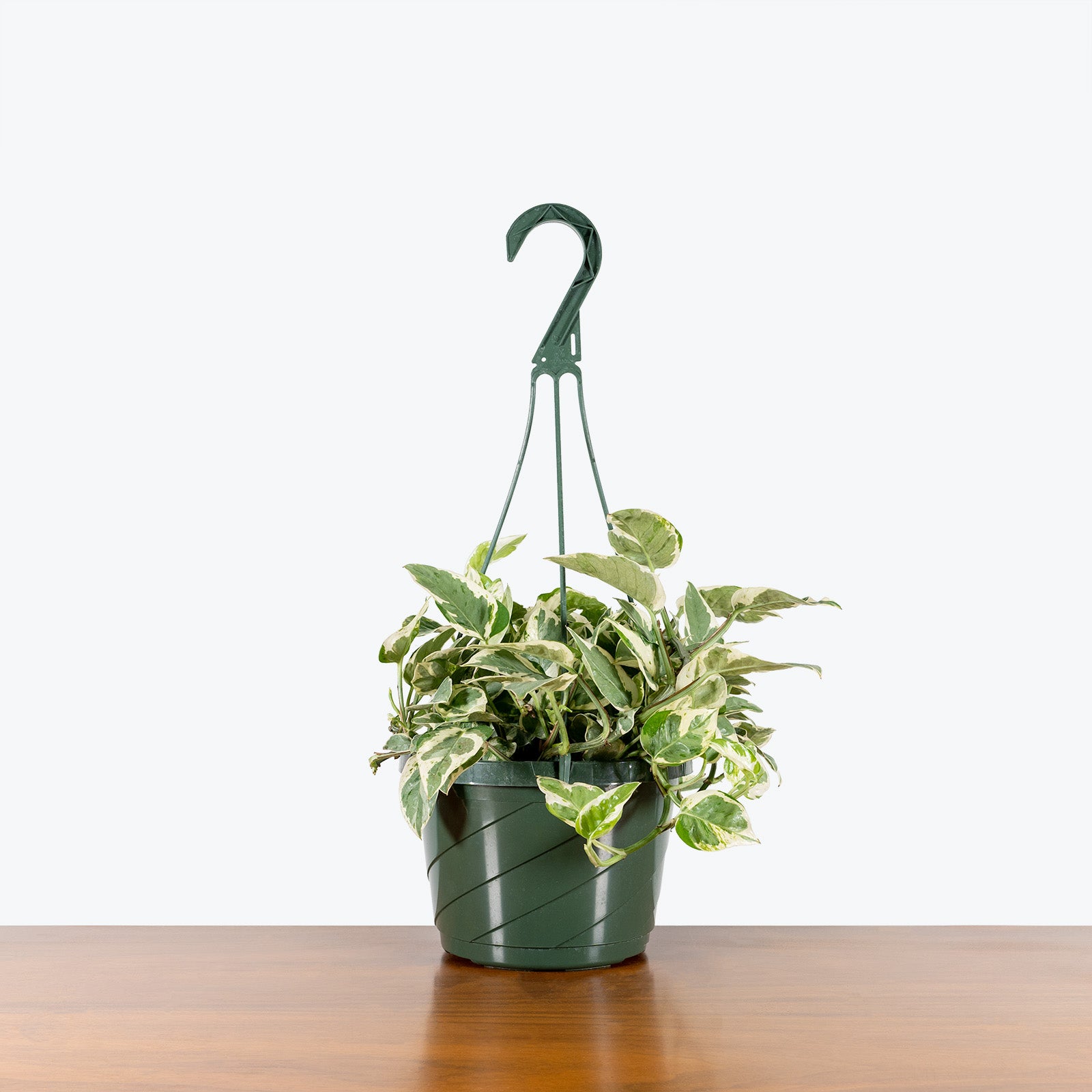 Pothos Pearls and Jade | Care Guide and Pro Tips - Delivery from Toronto across Canada - JOMO Studio