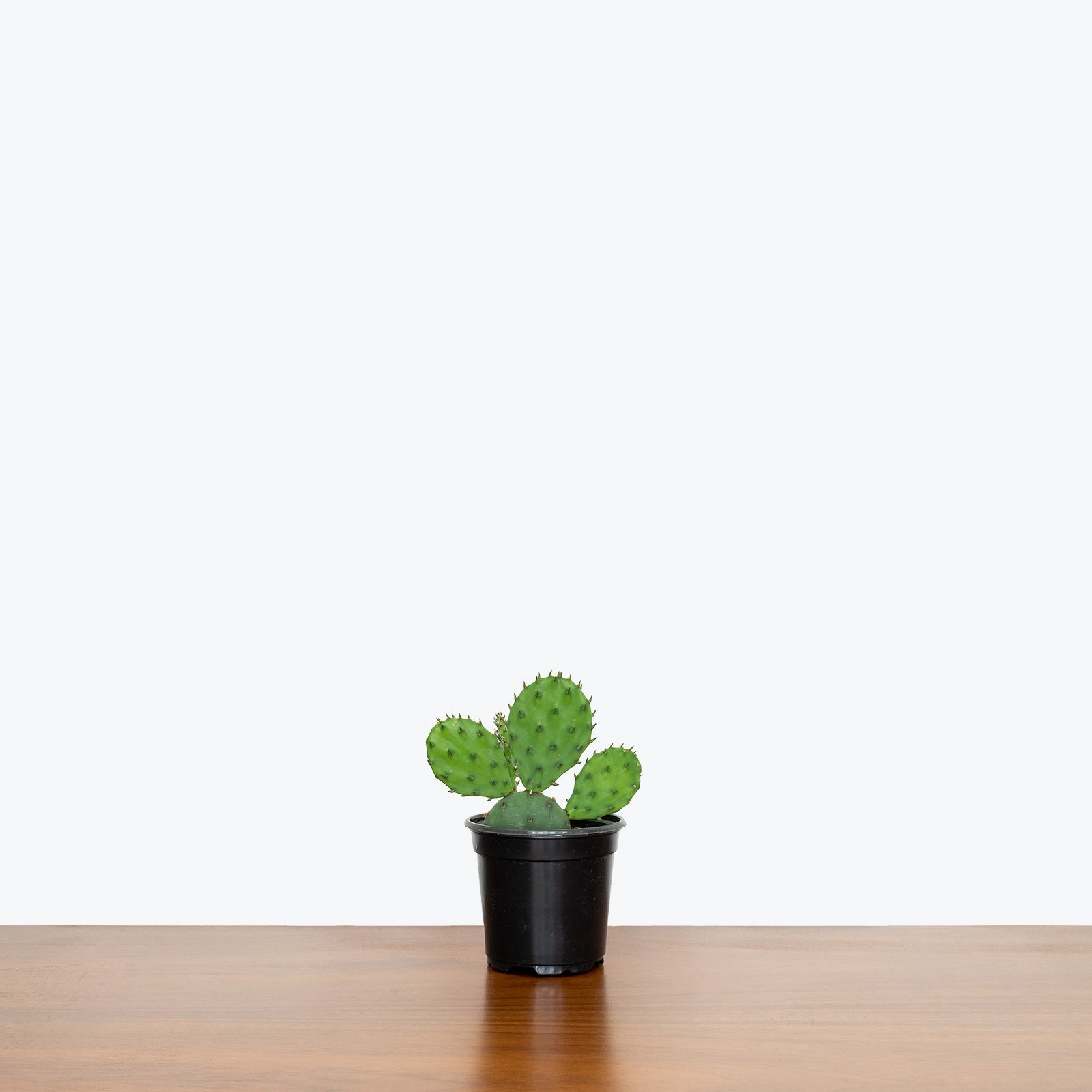 Prickly Pear Cactus | Opuntia Monacantha | Care Guide and Pro Tips - Delivery from Toronto across Canada - JOMO Studio