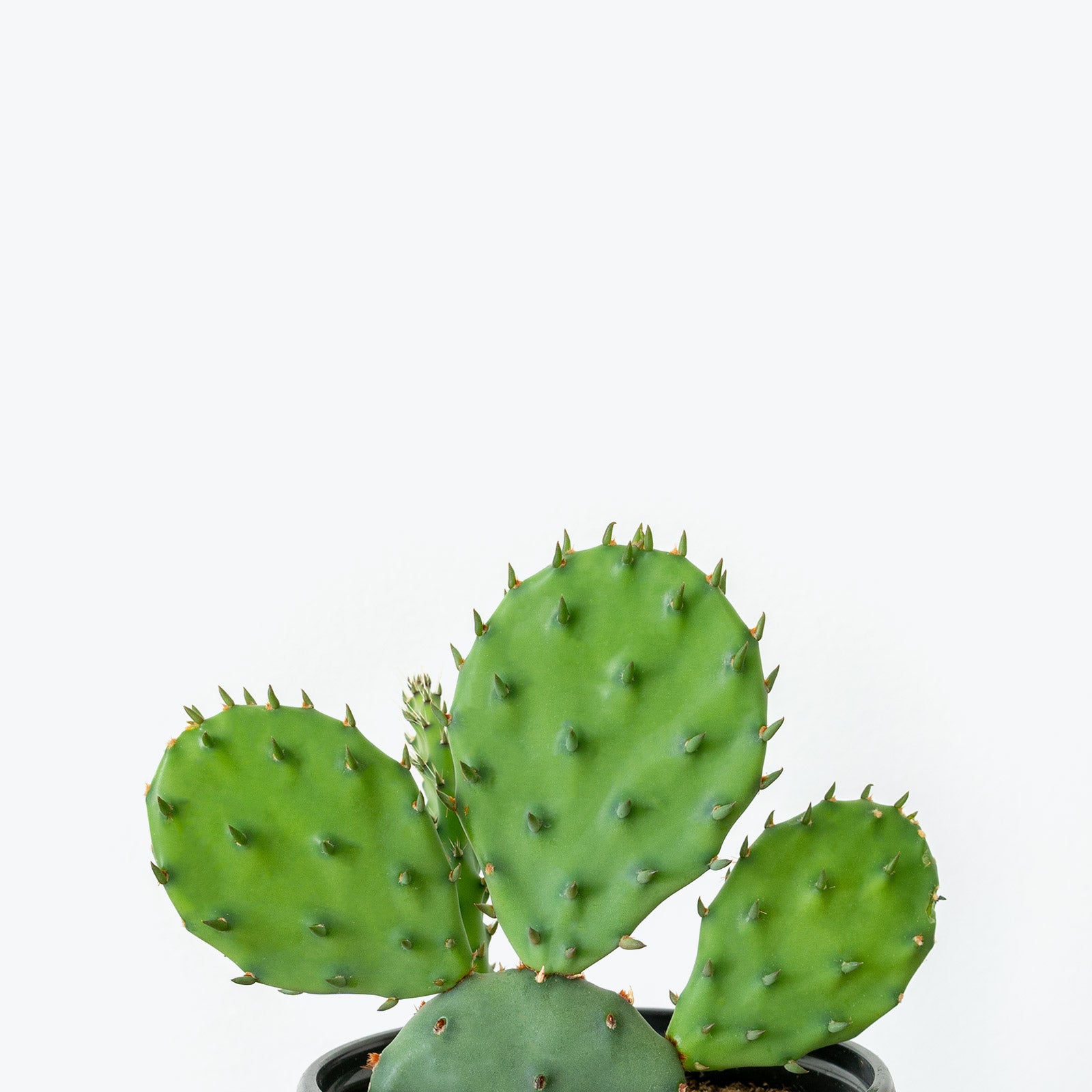 Prickly Pear Cactus - Opuntia Monacantha - House Plants Delivery Toronto - JOMO Studio