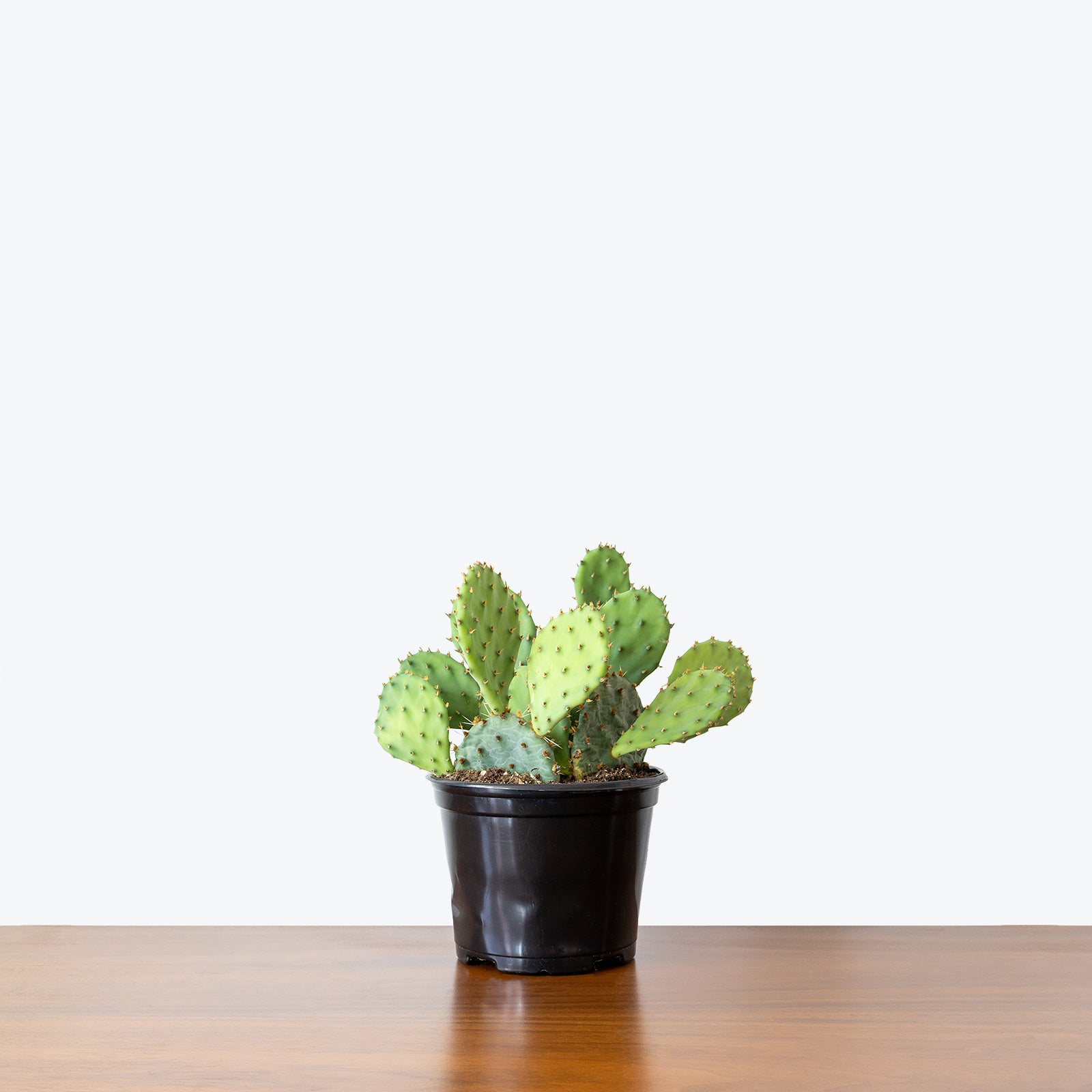 Prickly Pear Cactus - Opuntia Monacantha - House Plants Delivery Toronto - JOMO Studio