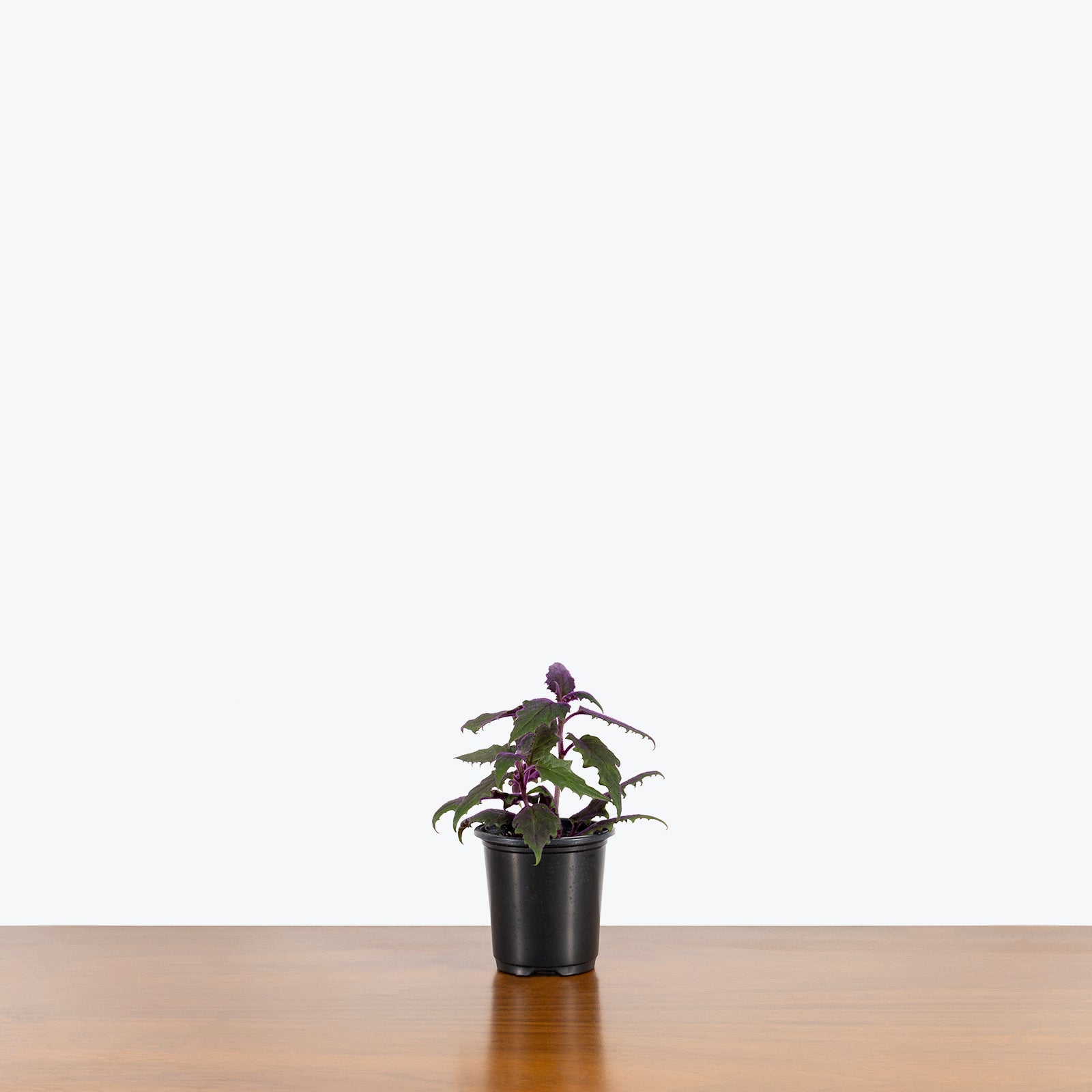 Purple Passion Plant - Gynura aurantiaca - House Plants Delivery Toronto - JOMO Studio