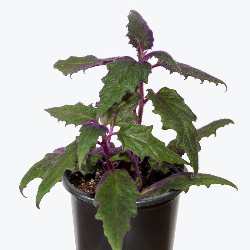 Purple Passion Plant - Gynura aurantiaca - House Plants Delivery Toronto - JOMO Studio